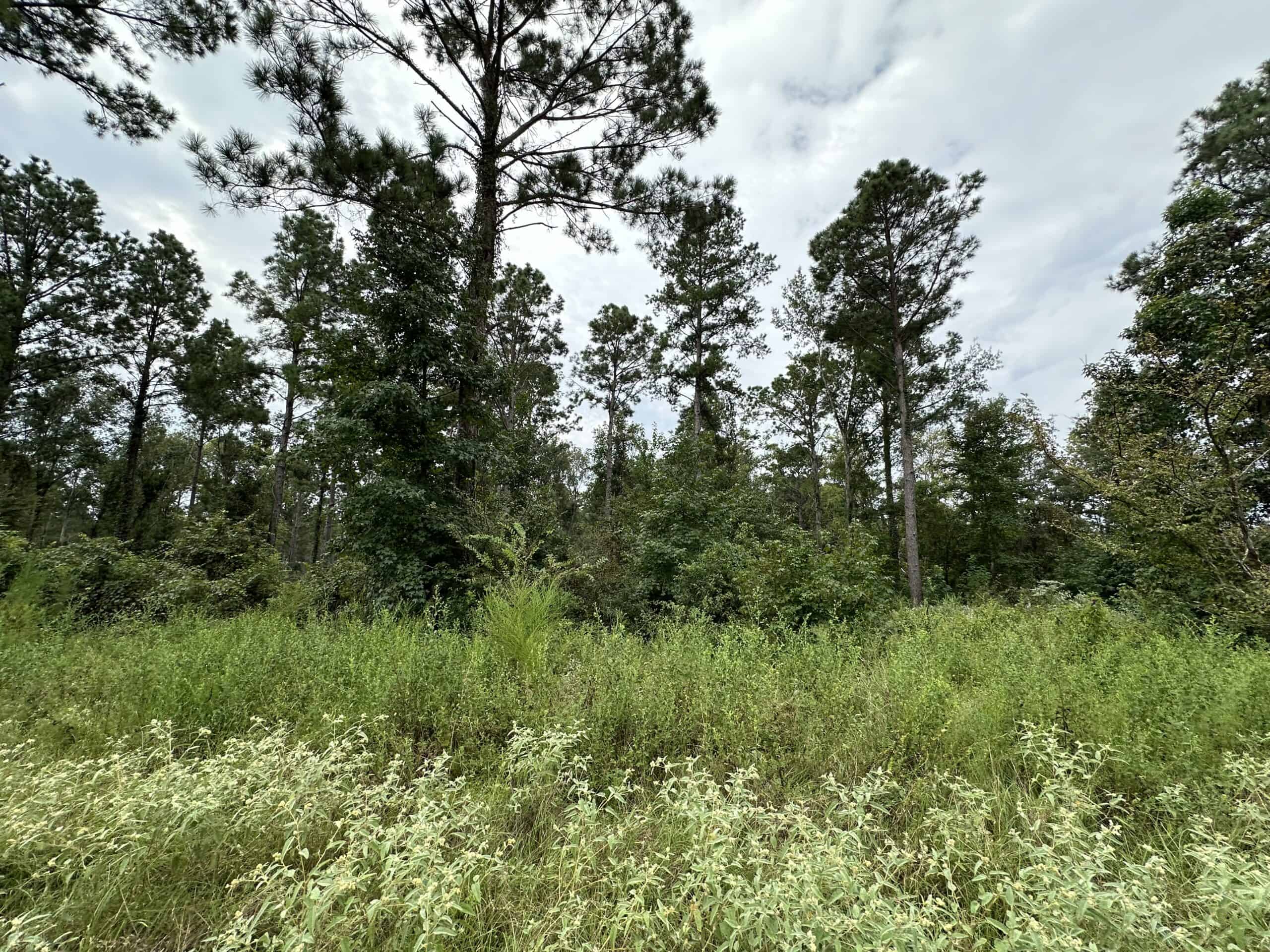 East Texas Hunting/Recreational/Timber Tract For Sale