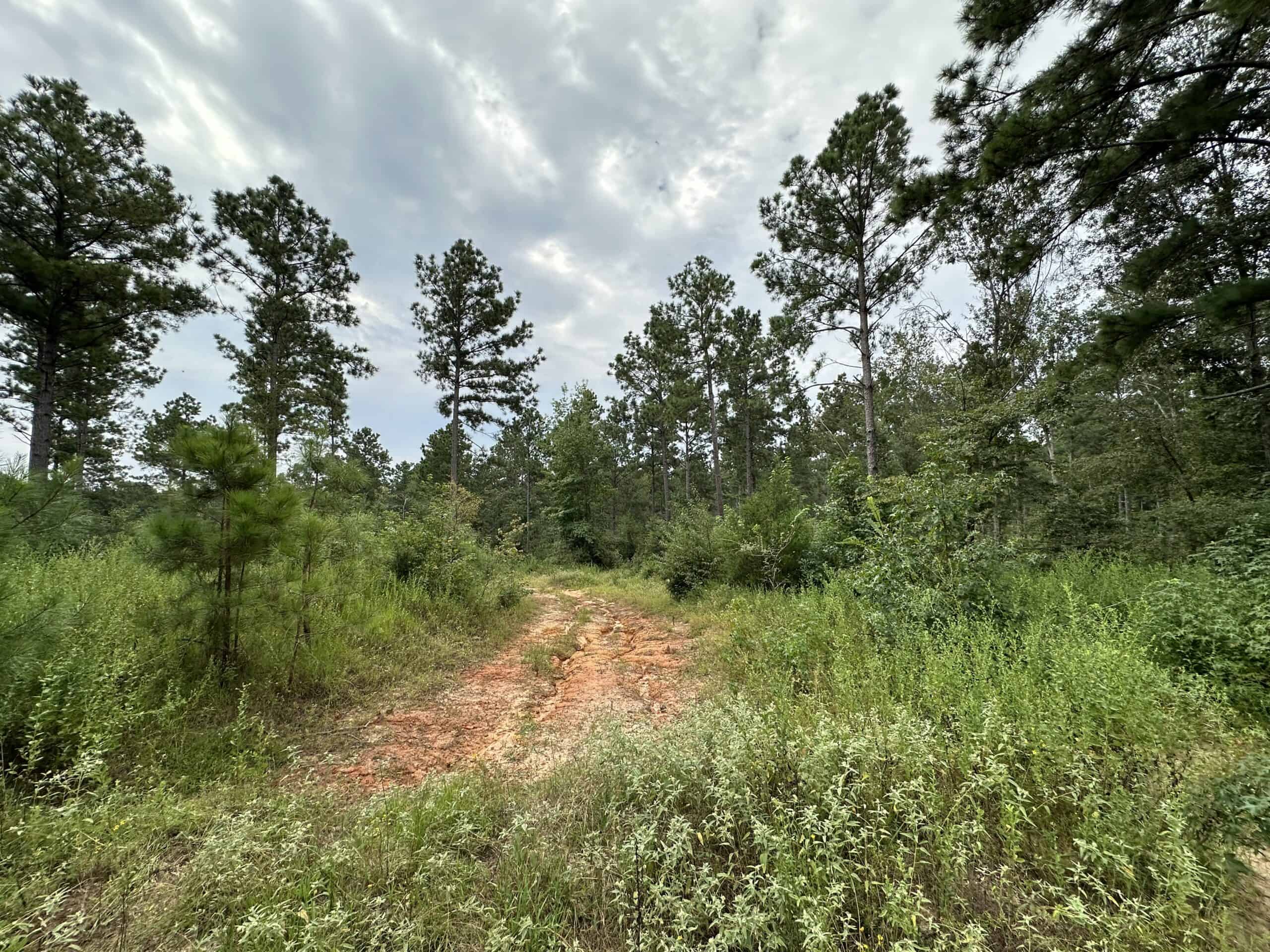 East Texas Hunting/Recreational/Timber Tract For Sale