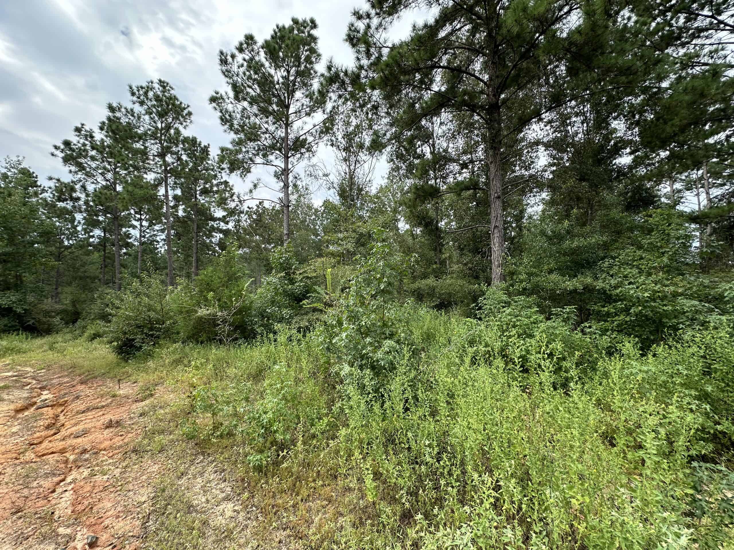 East Texas Hunting/Recreational/Timber Tract For Sale