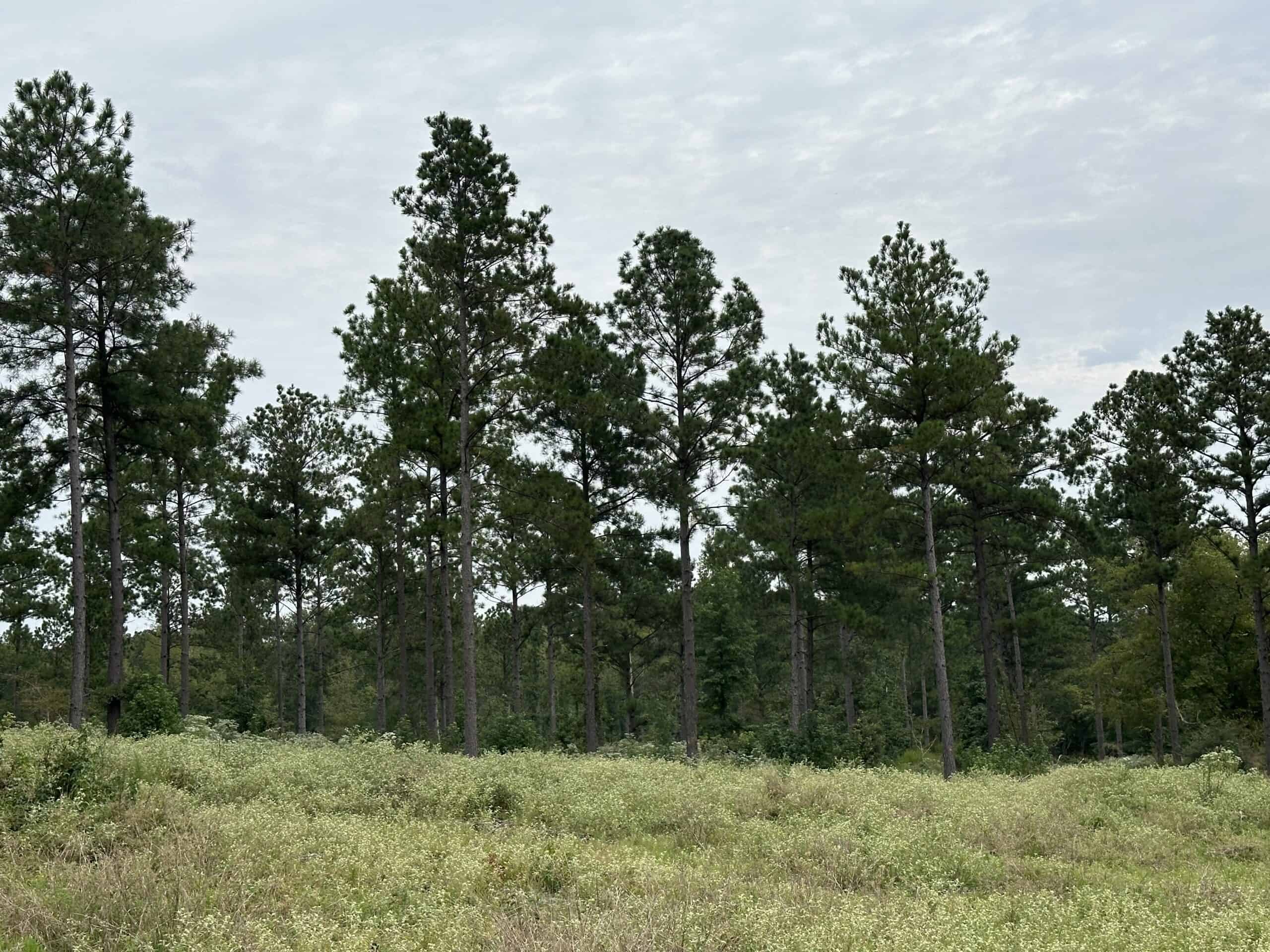 East Texas Hunting/Recreational/Timber Tract For Sale