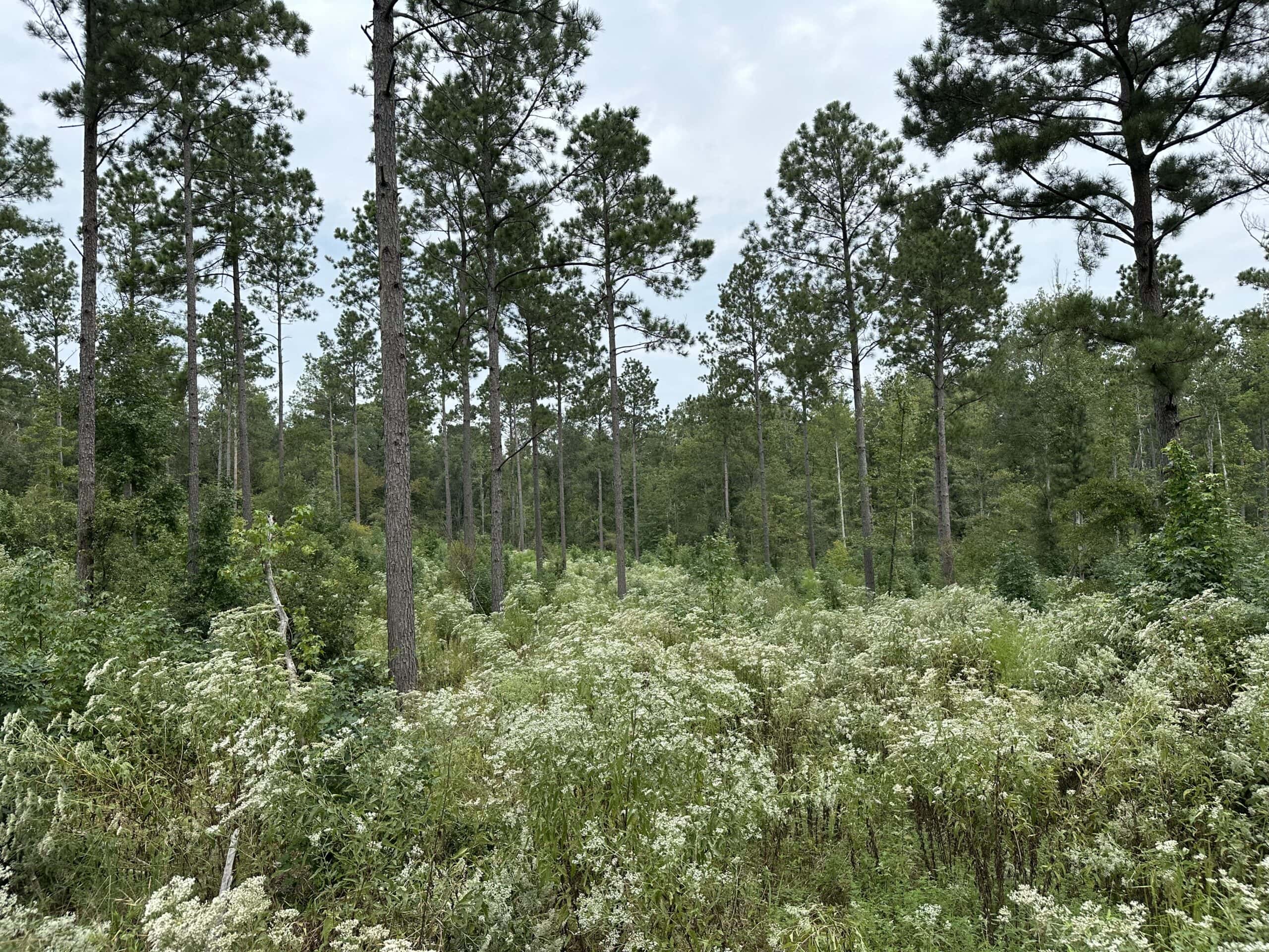 East Texas Hunting/Recreational/Timber Tract For Sale