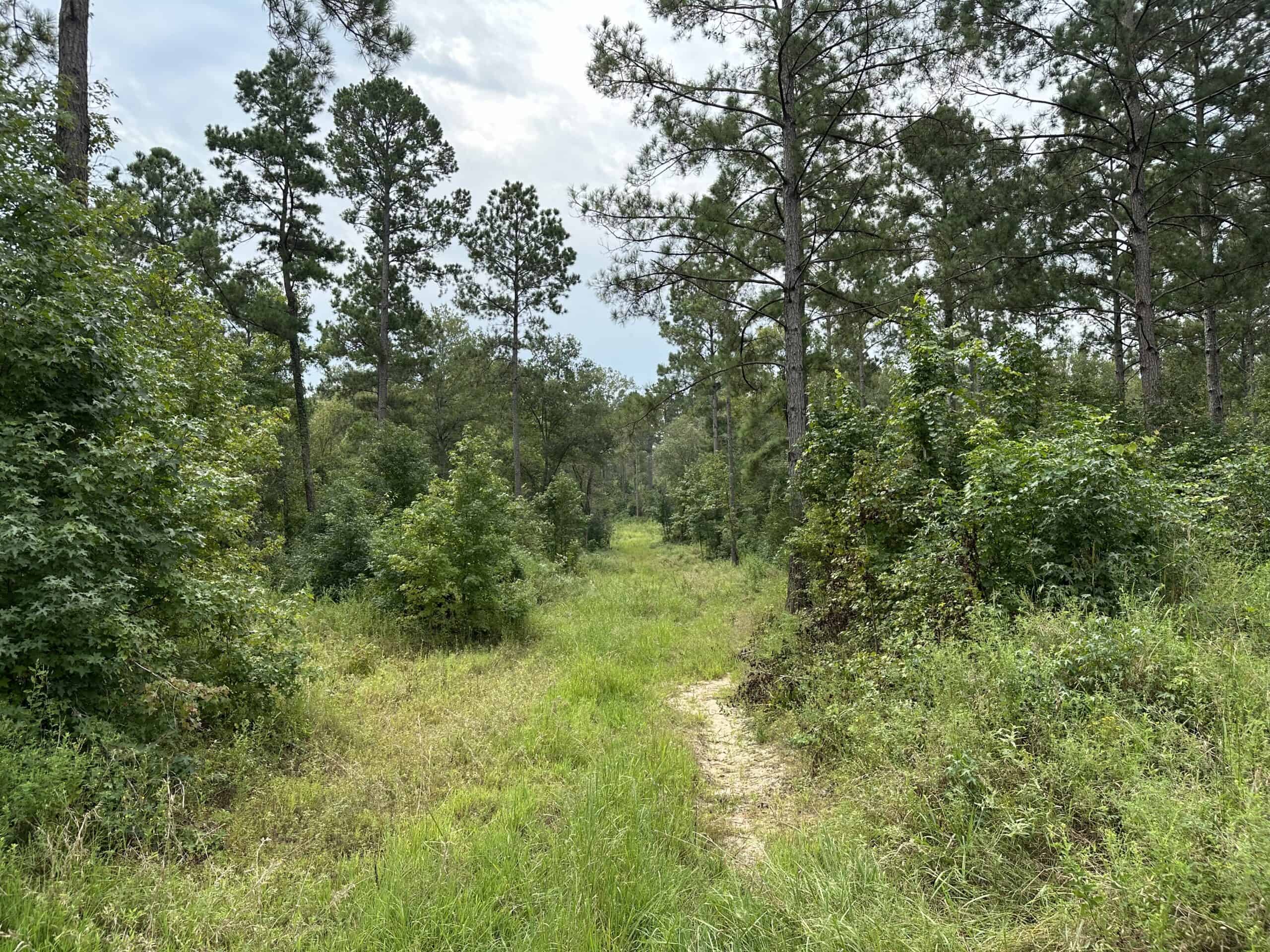 East Texas Hunting/Recreational/Timber Tract For Sale