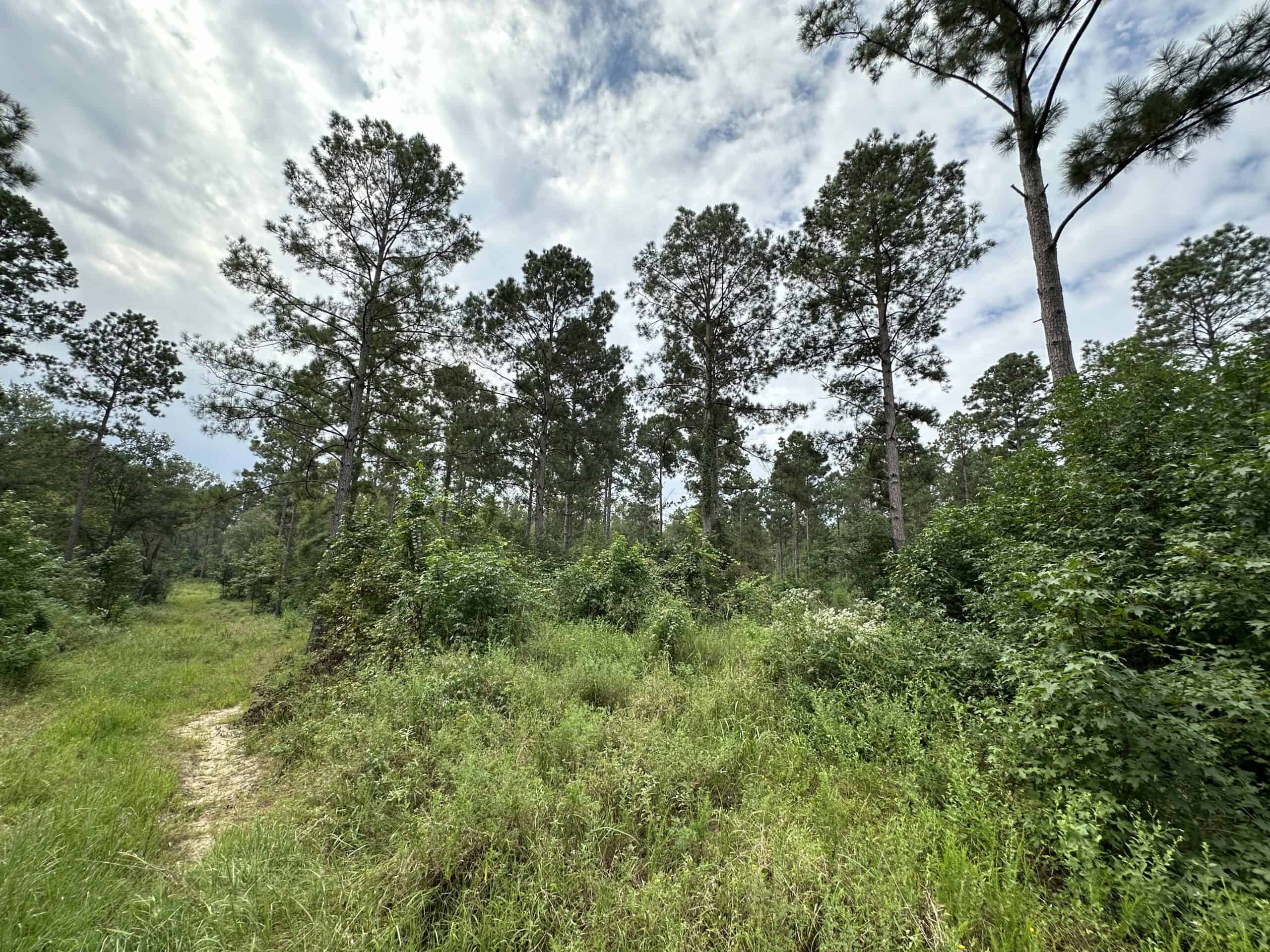 East Texas Hunting/Recreational/Timber Tract For Sale
