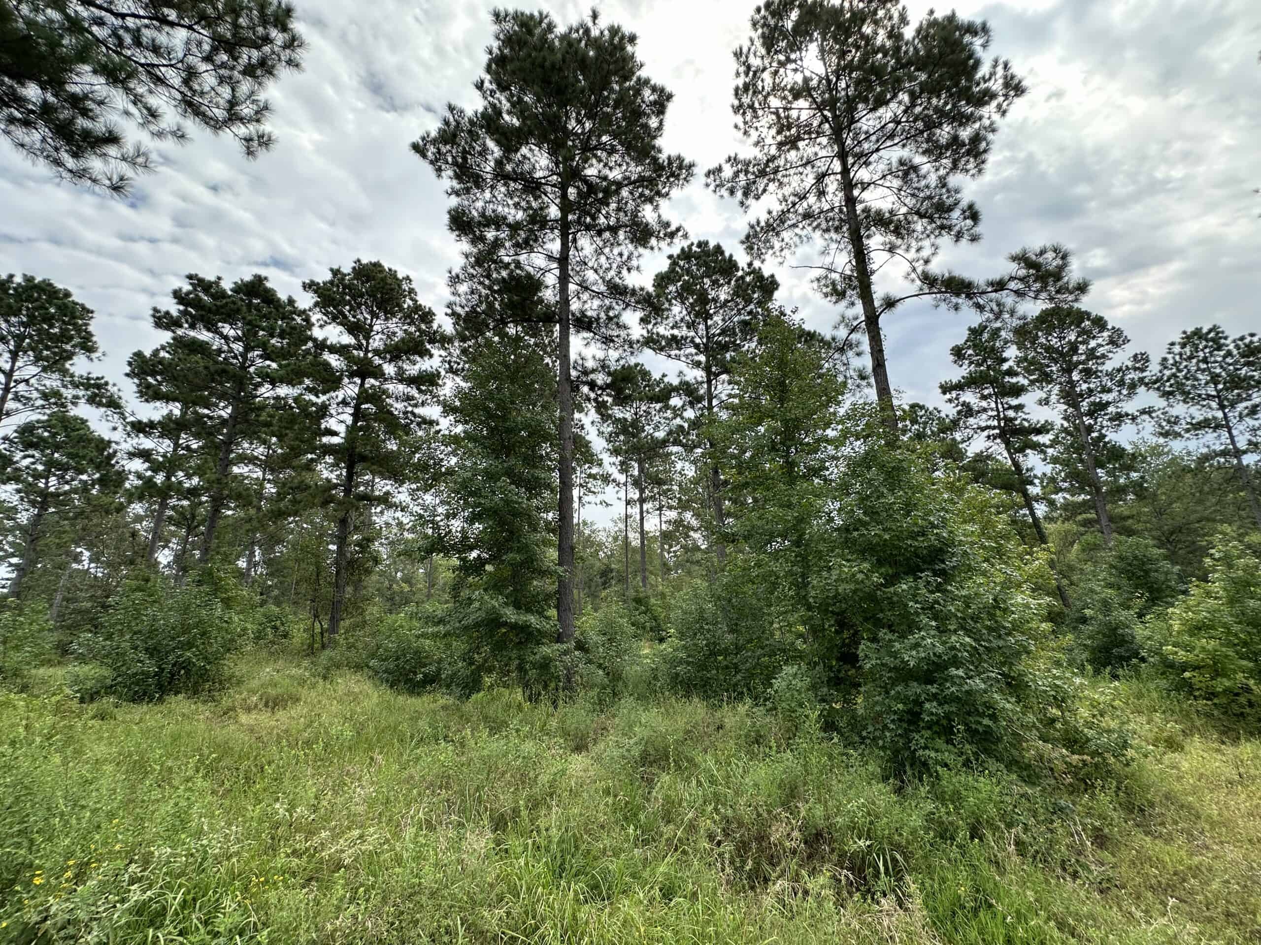 East Texas Hunting/Recreational/Timber Tract For Sale