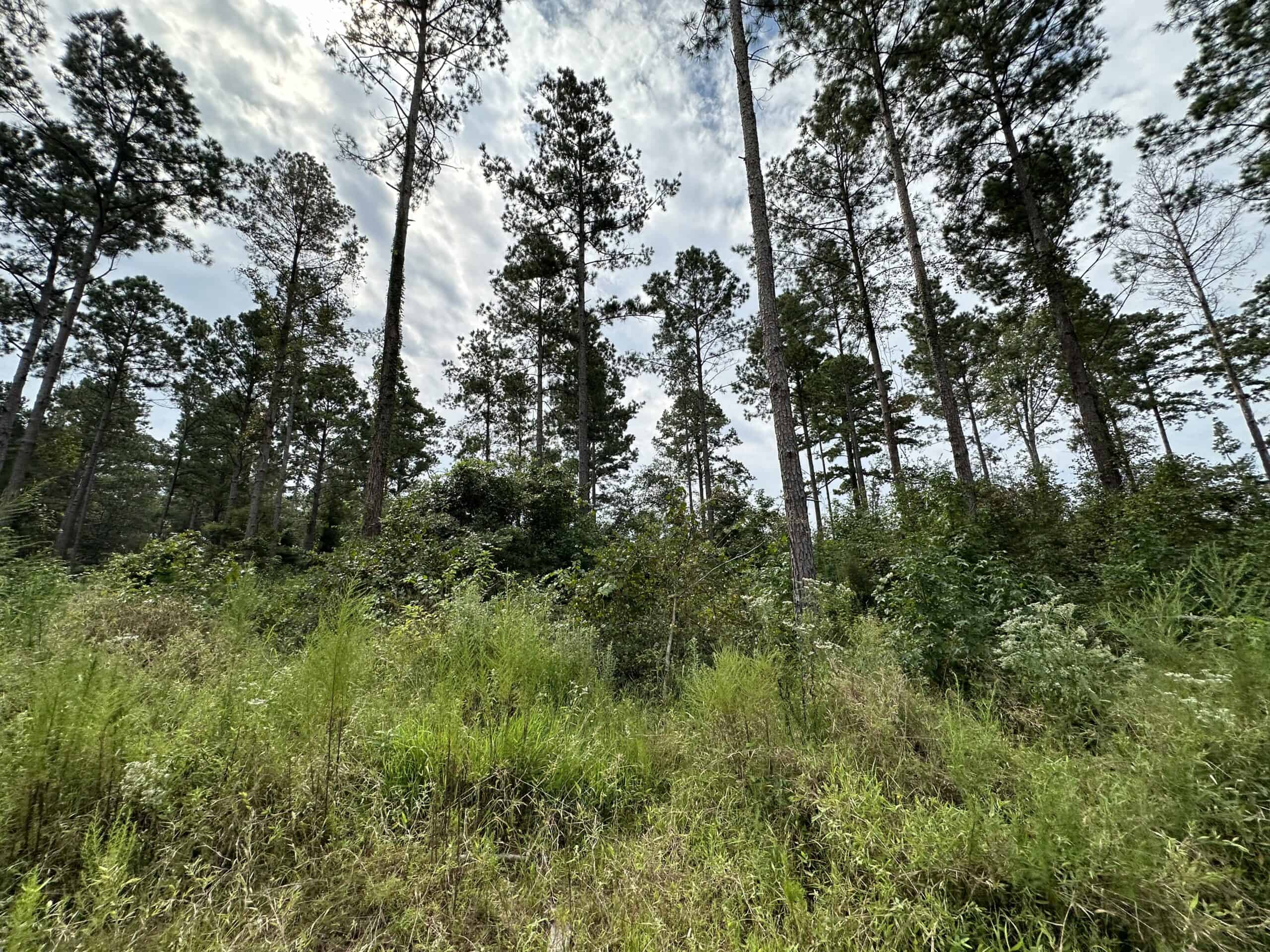 East Texas Hunting/Recreational/Timber Tract For Sale