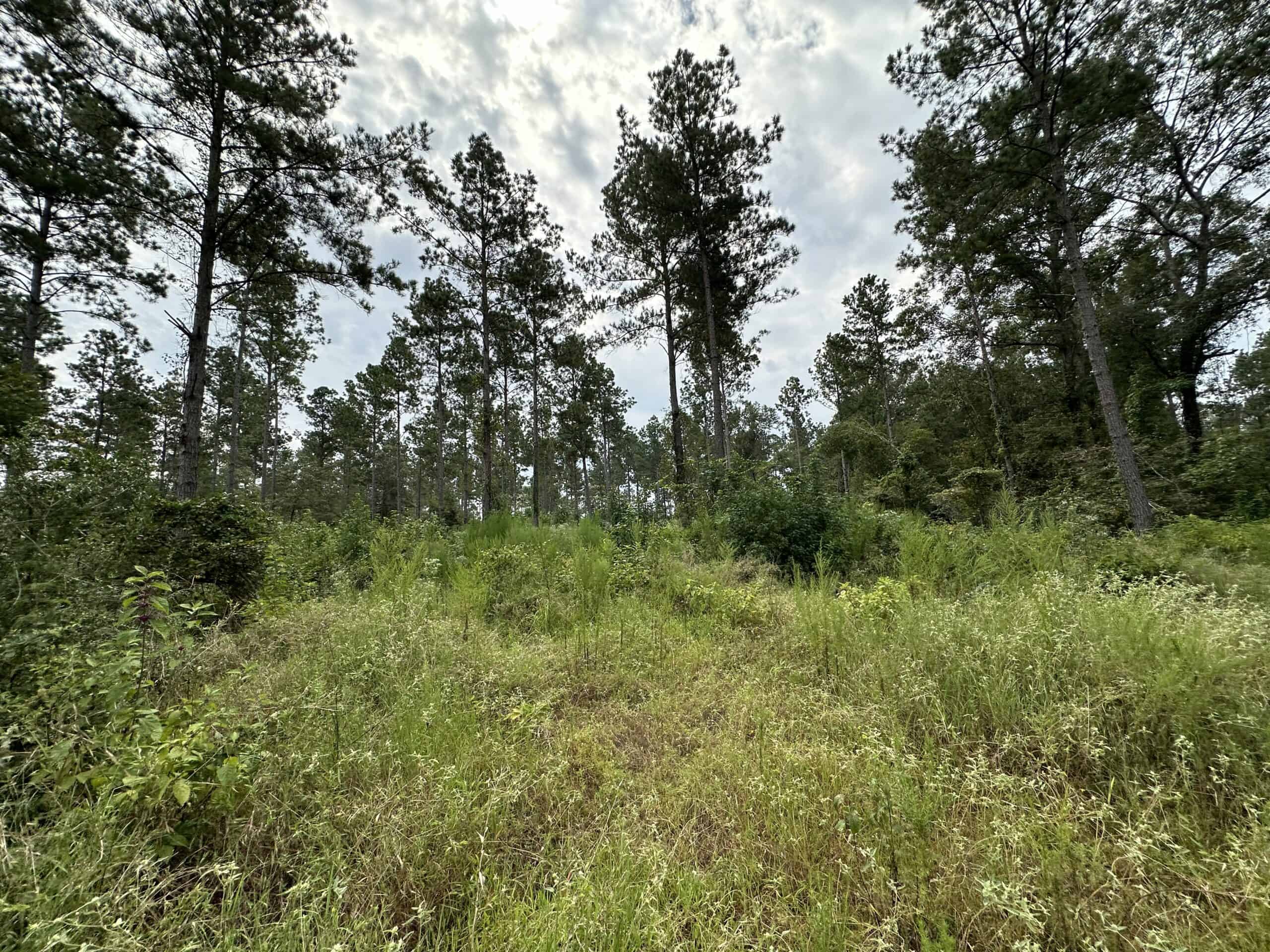 East Texas Hunting/Recreational/Timber Tract For Sale