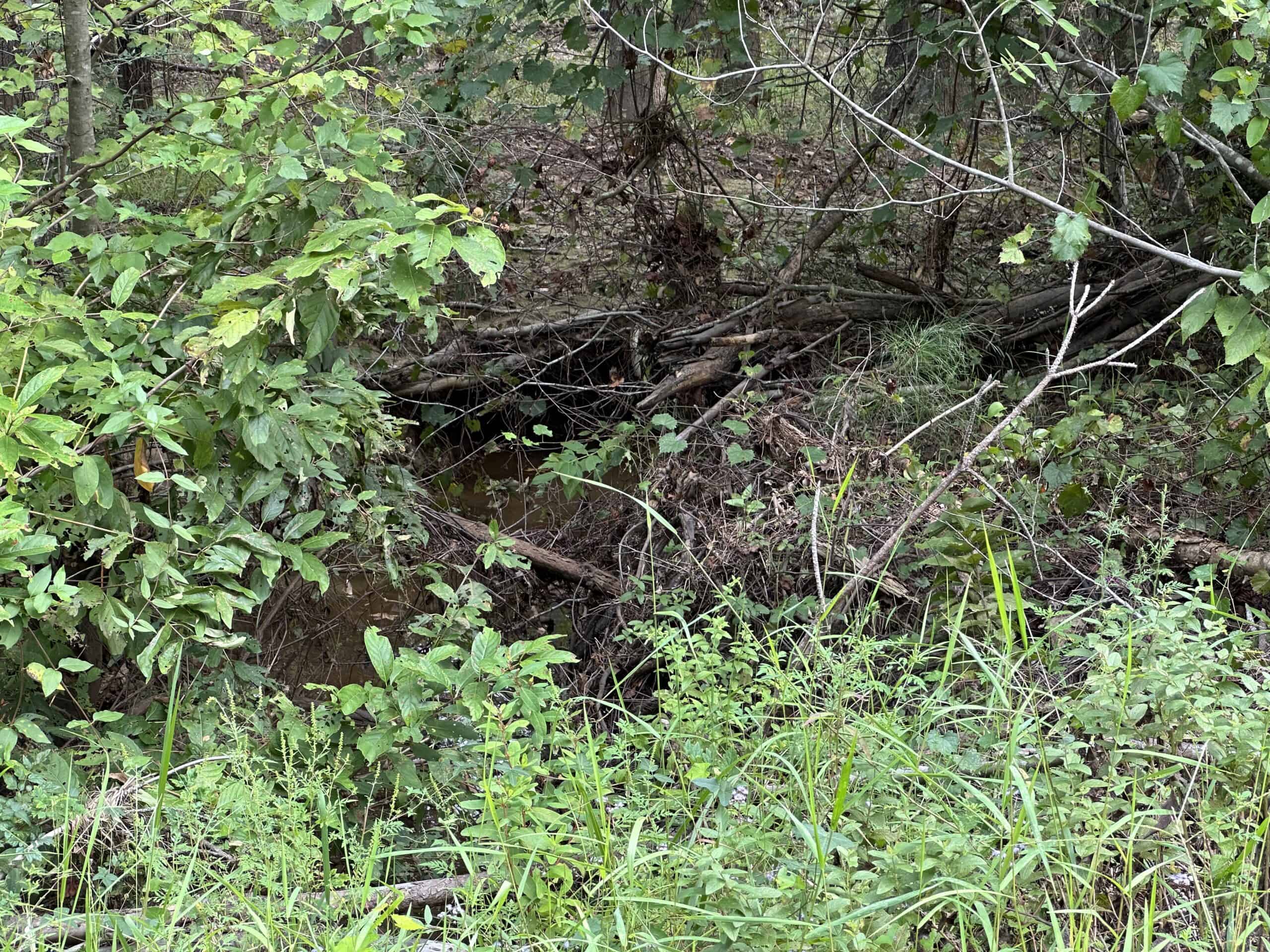 East Texas Hunting/Recreational/Timber Tract For Sale