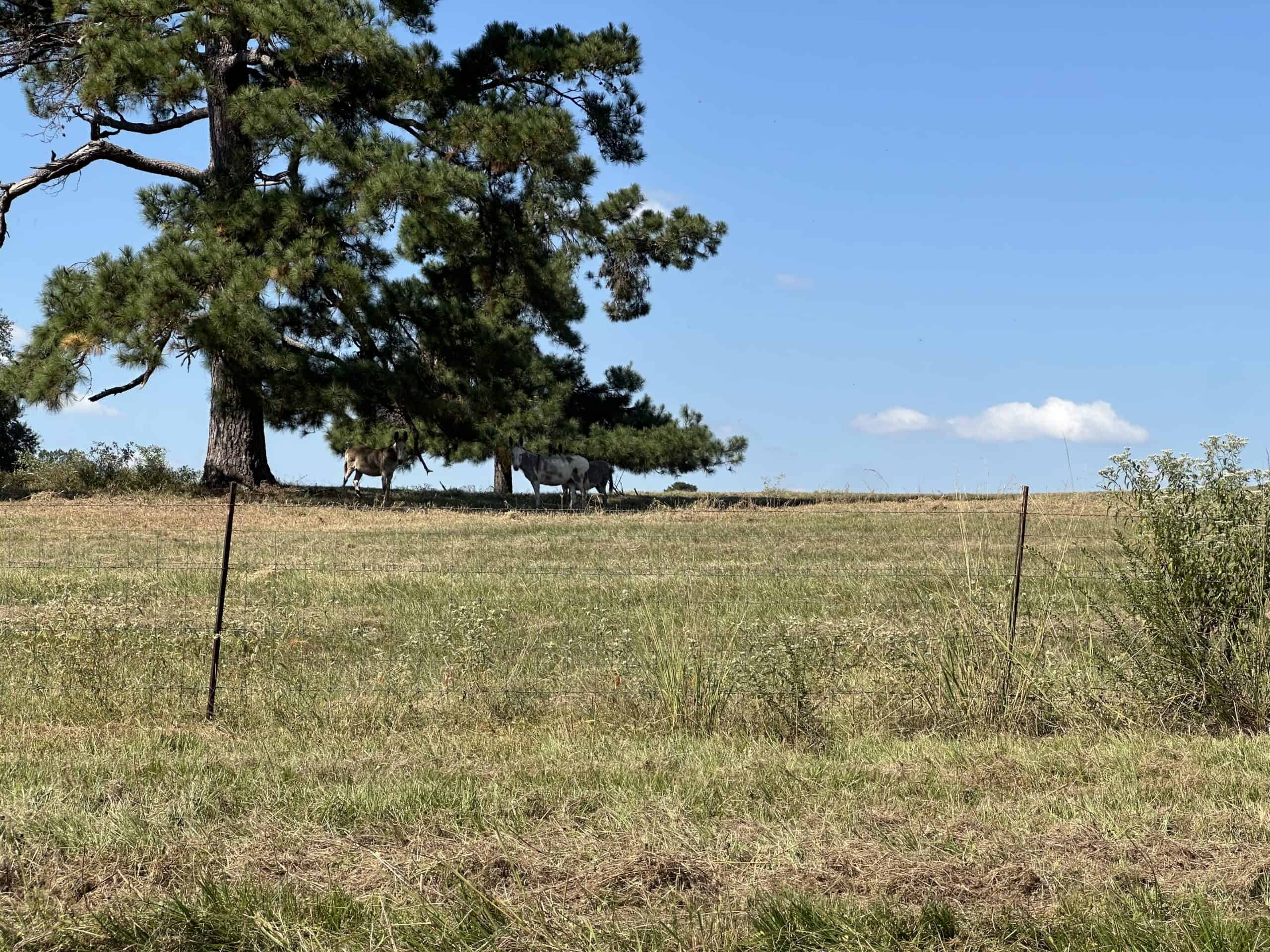 East Texas Ranch For Sale