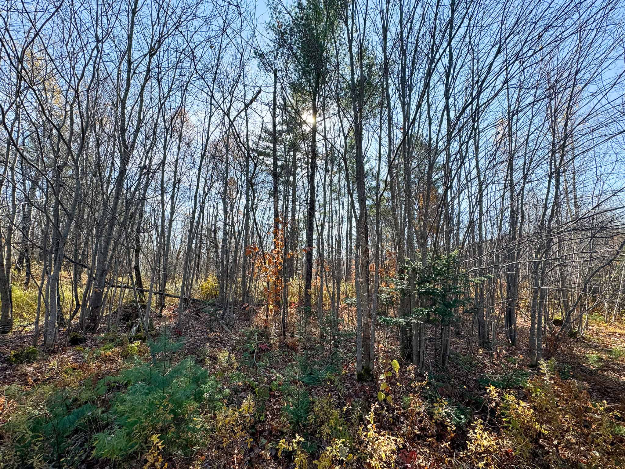 18 Acres with River Access in Carthage, Maine