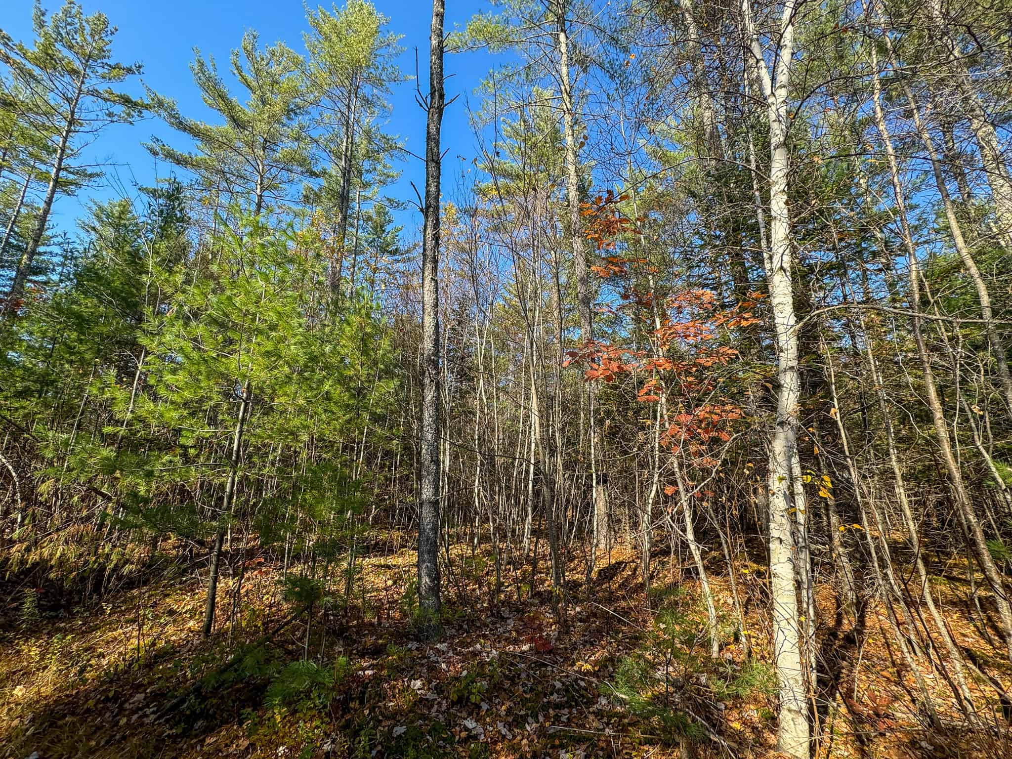 18 Acres with River Access in Carthage, Maine