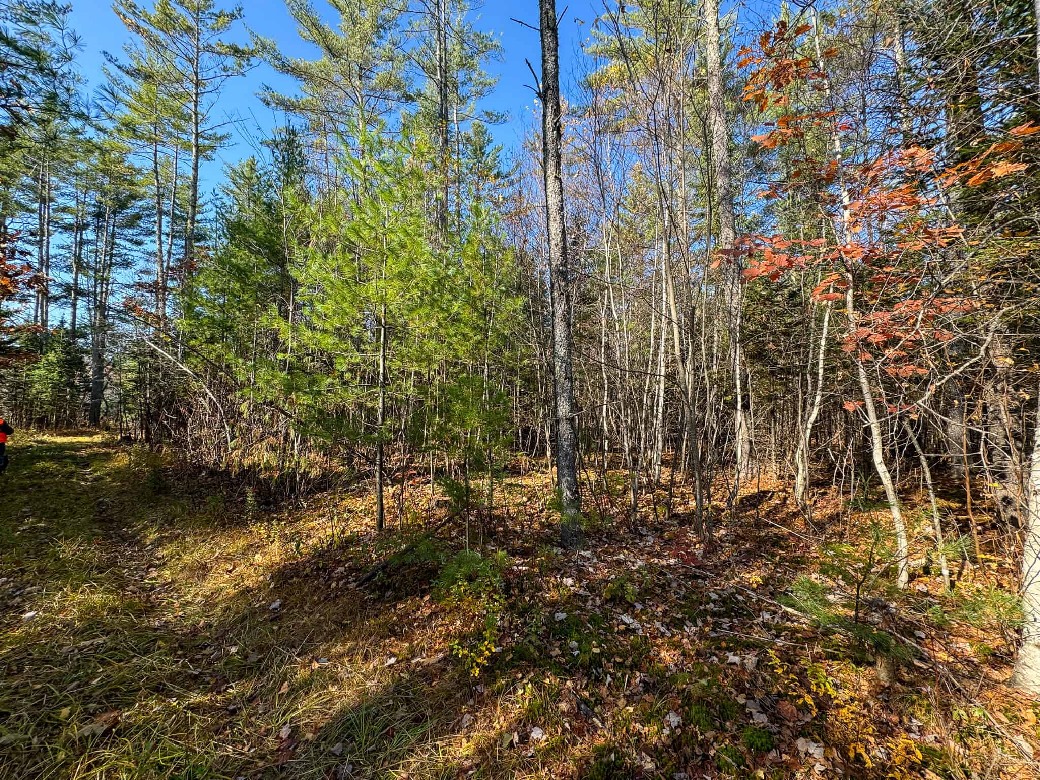 18 Acres with River Access in Carthage, Maine