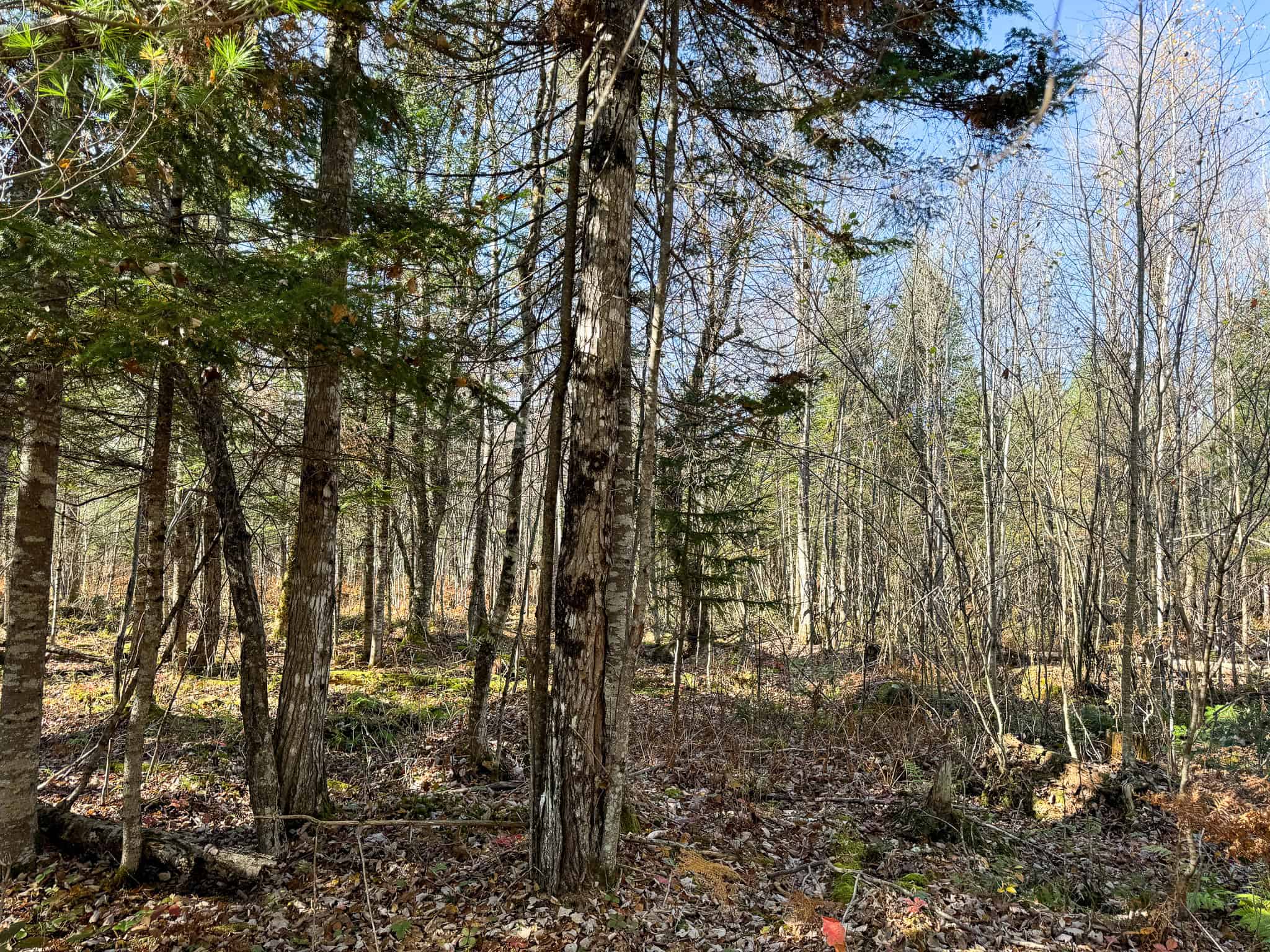43 Acres Raw Land with River Access