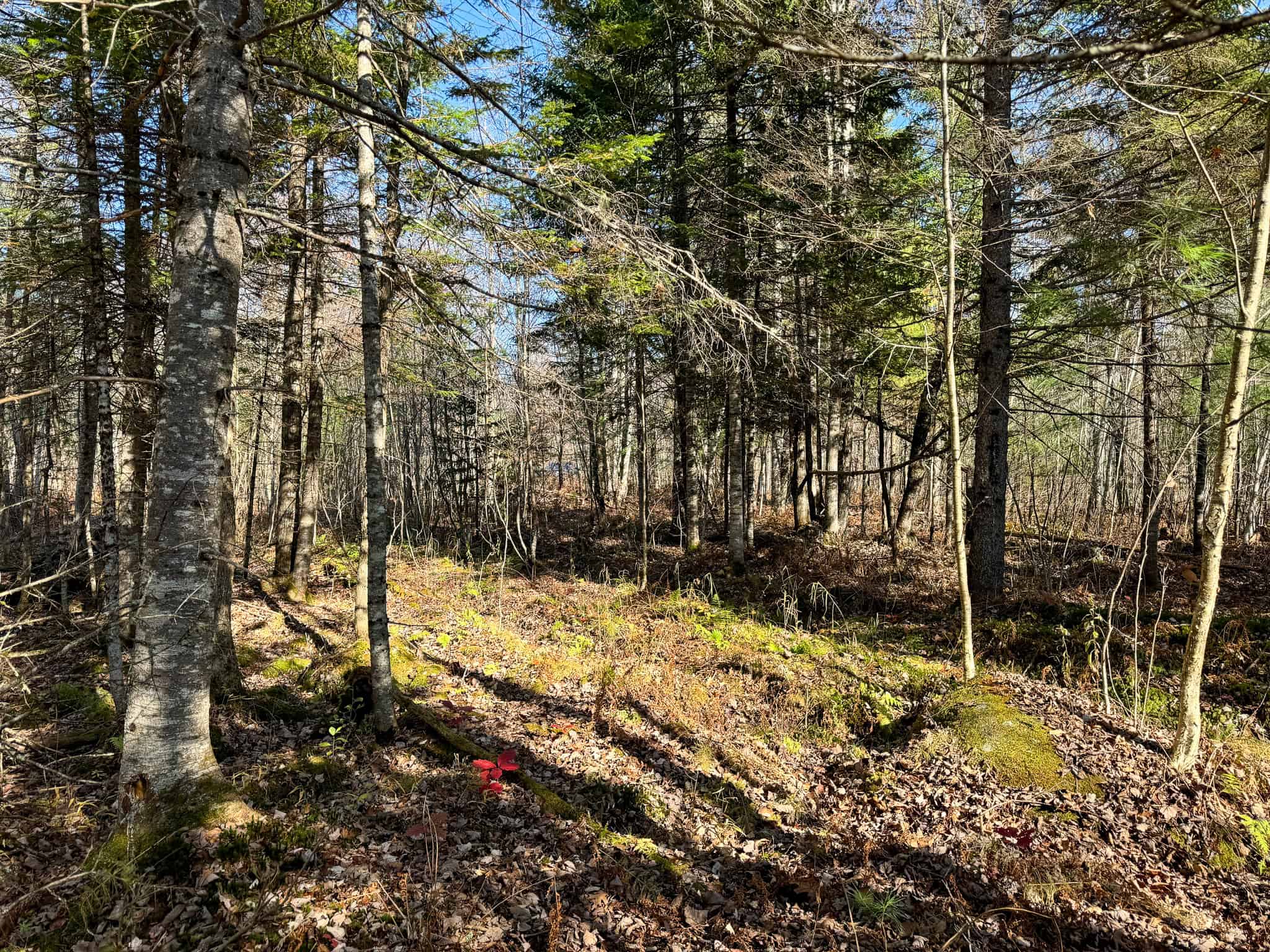 43 Acres Raw Land with River Access