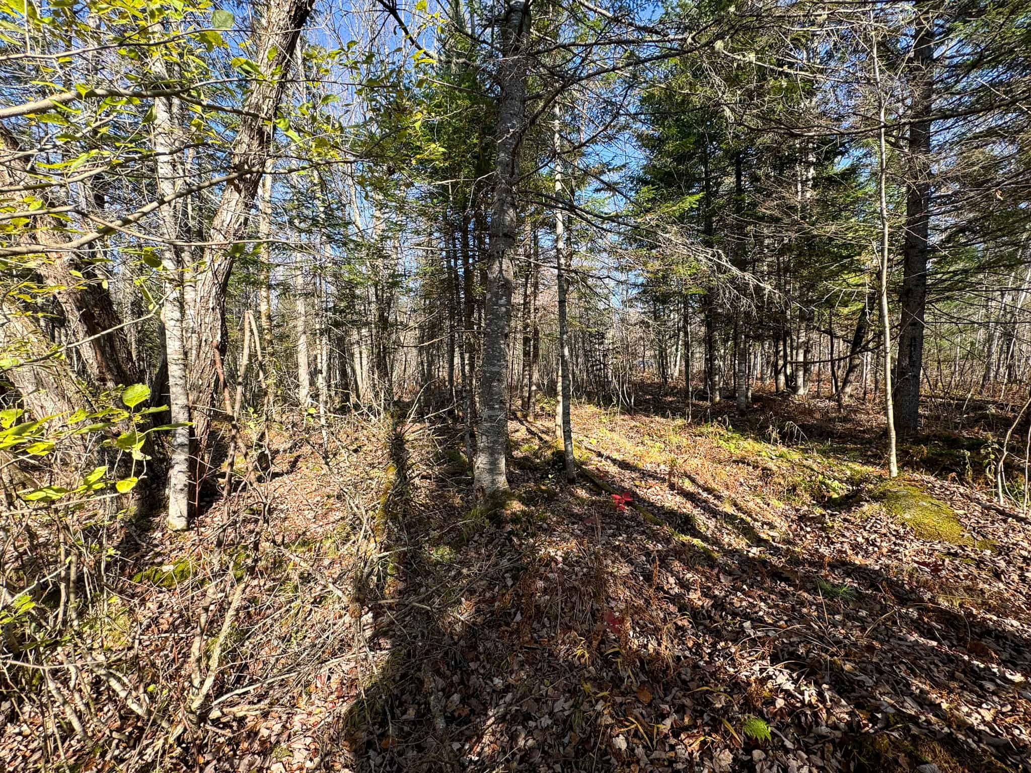 43 Acres Raw Land with River Access