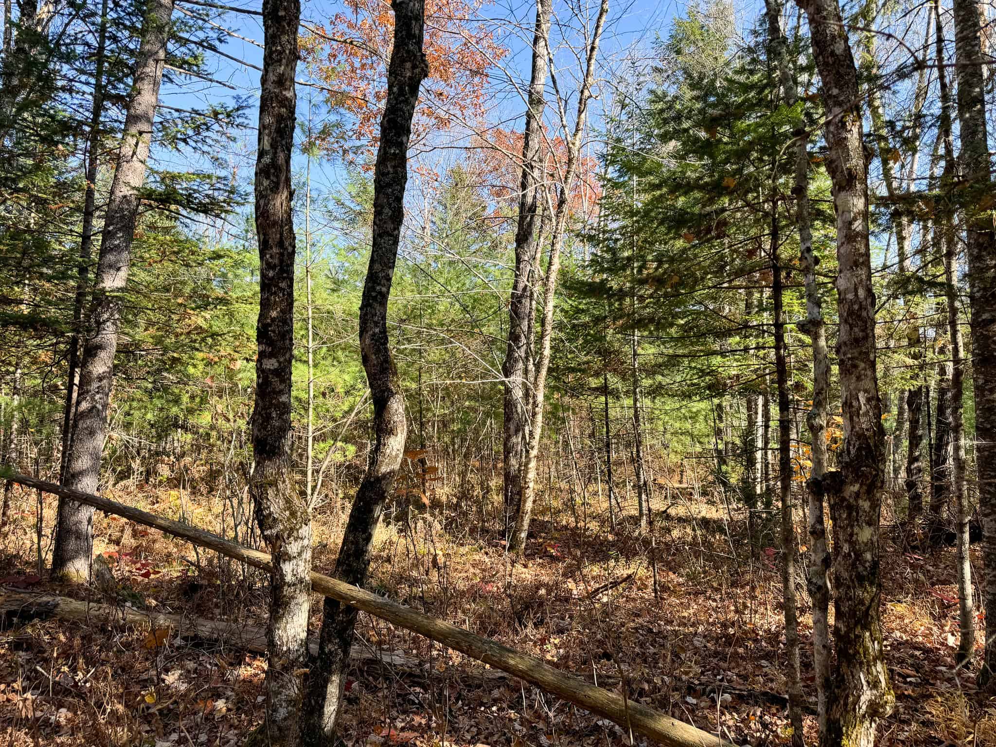 43 Acres Raw Land with River Access