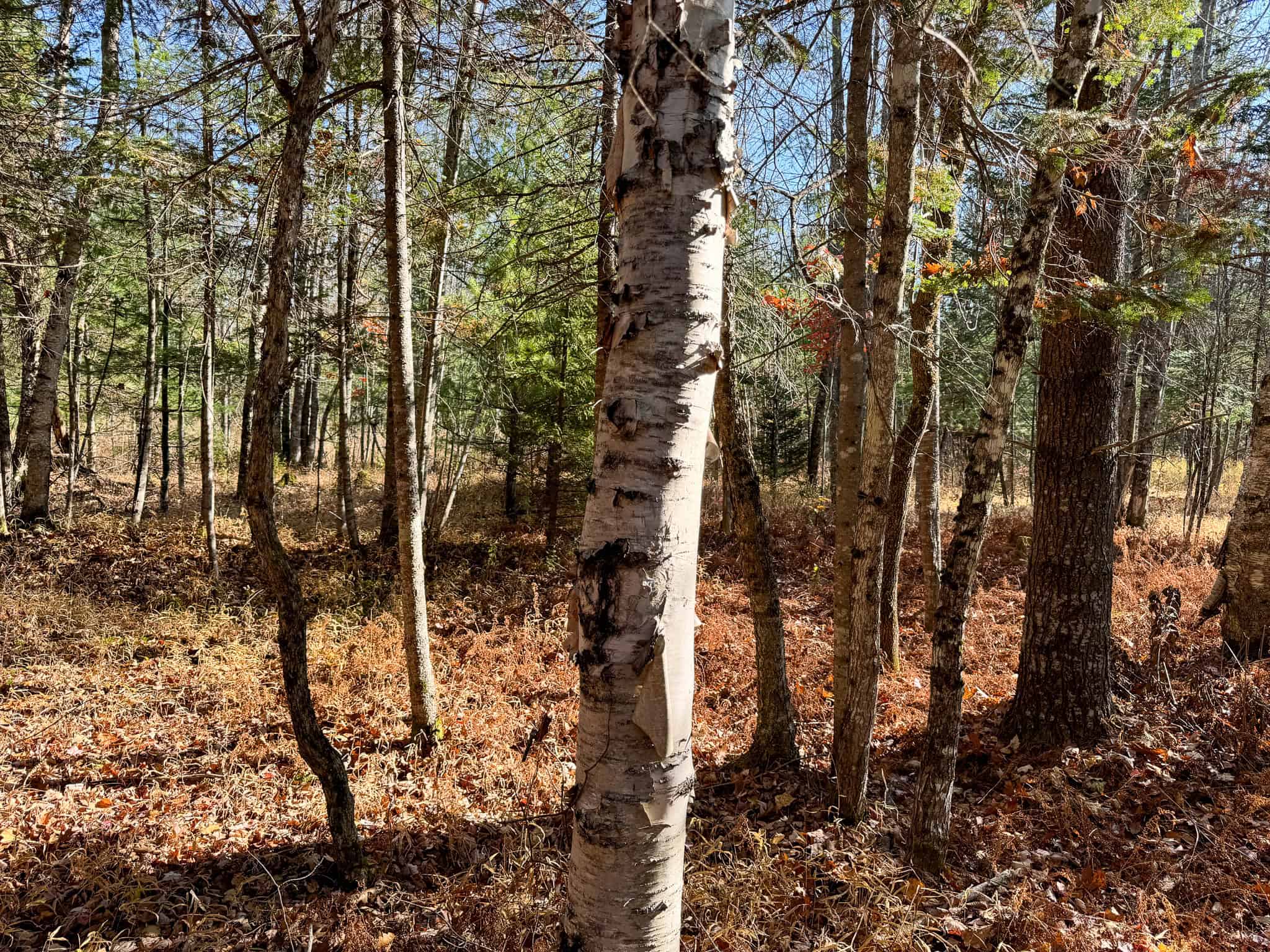 43 Acres Raw Land with River Access