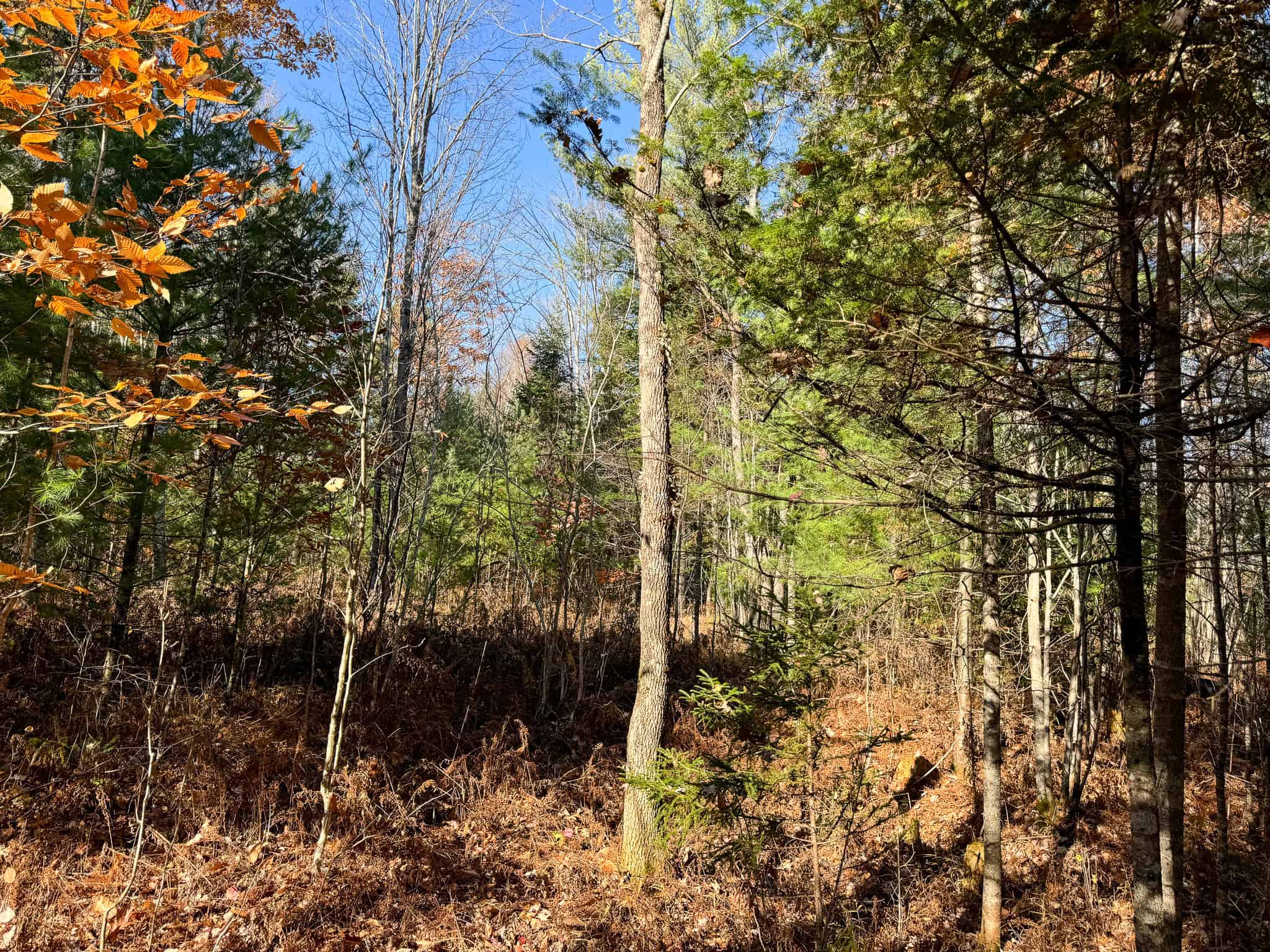 43 Acres Raw Land with River Access