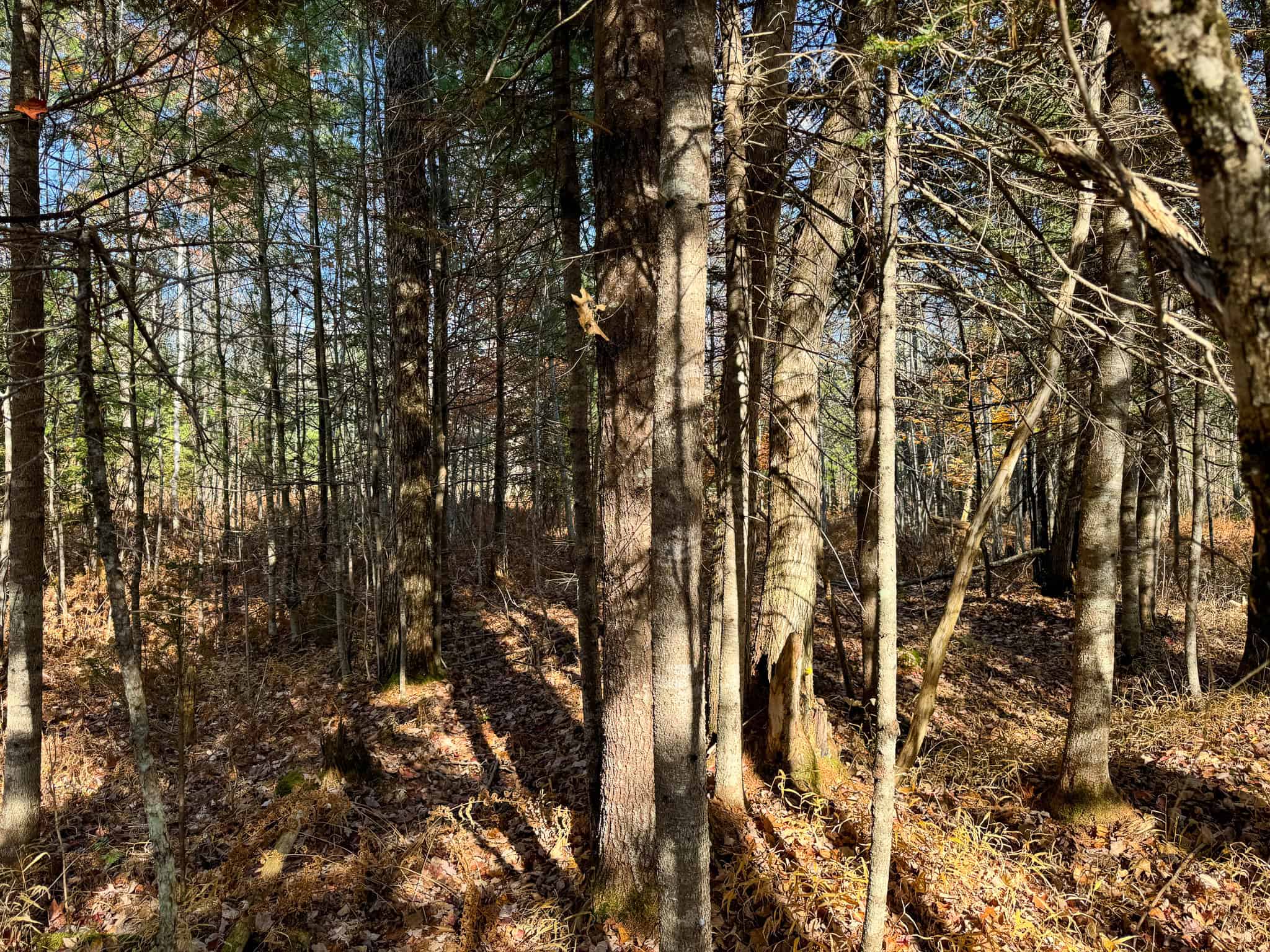 43 Acres Raw Land with River Access