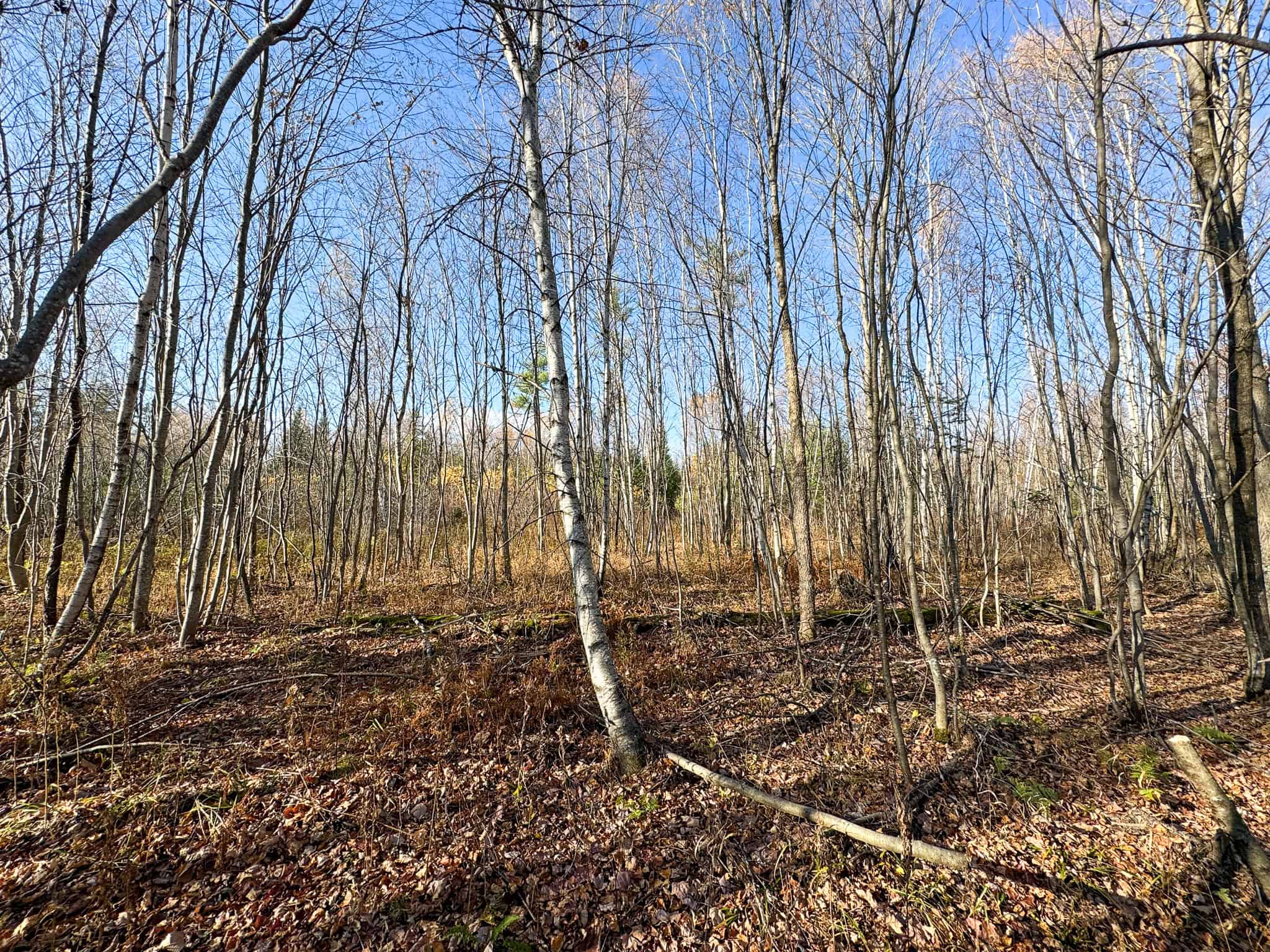 43 Acres Raw Land with River Access