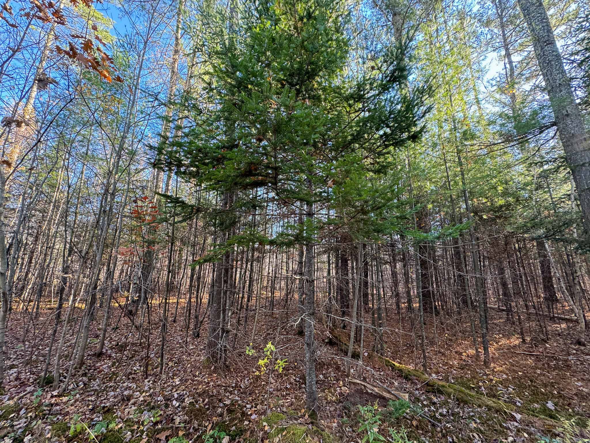 43 Acres Raw Land with River Access