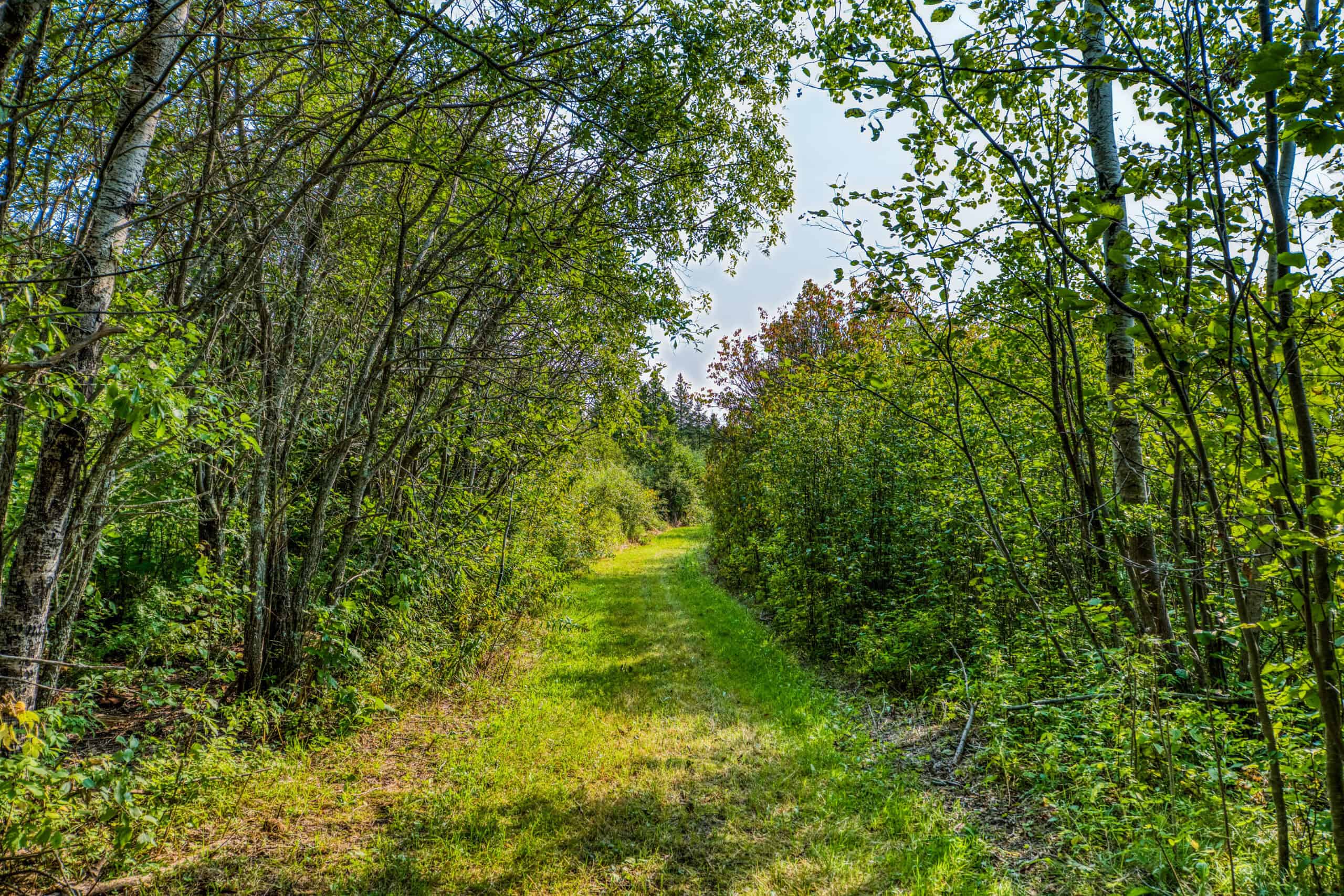 Hunting Land with Cabin & Buildings for Sale in Itasca County, MN