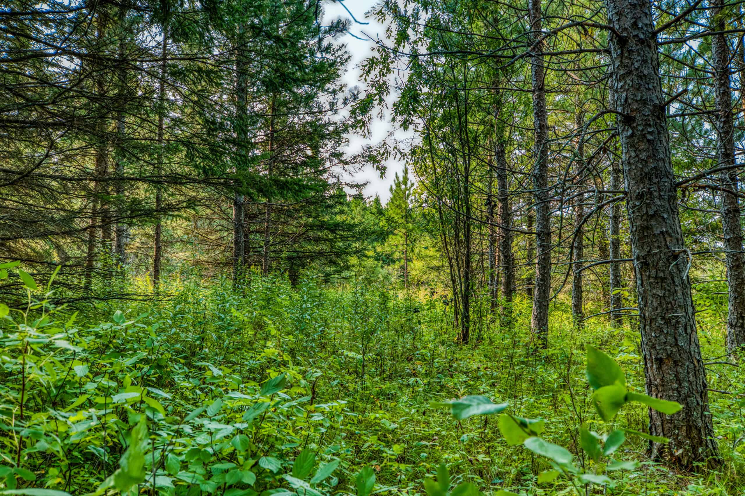 Hunting Land with Cabin & Buildings for Sale in Itasca County, MN