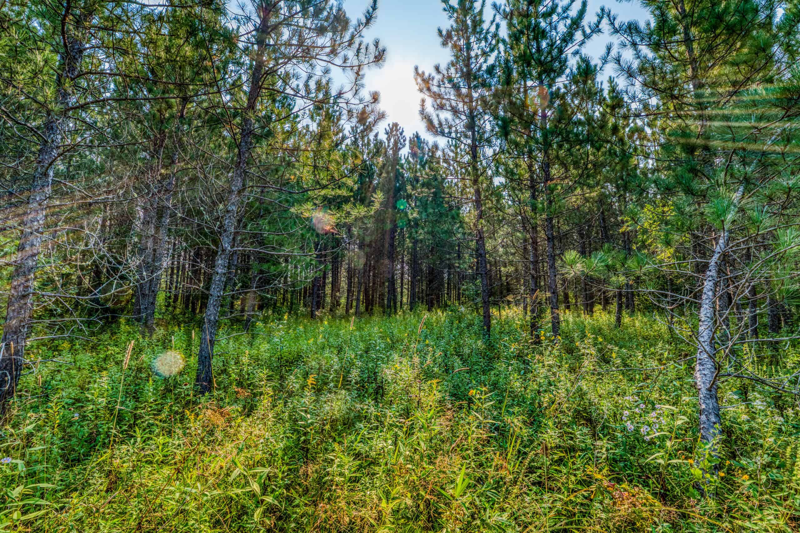 Hunting Land with Cabin & Buildings for Sale in Itasca County, MN