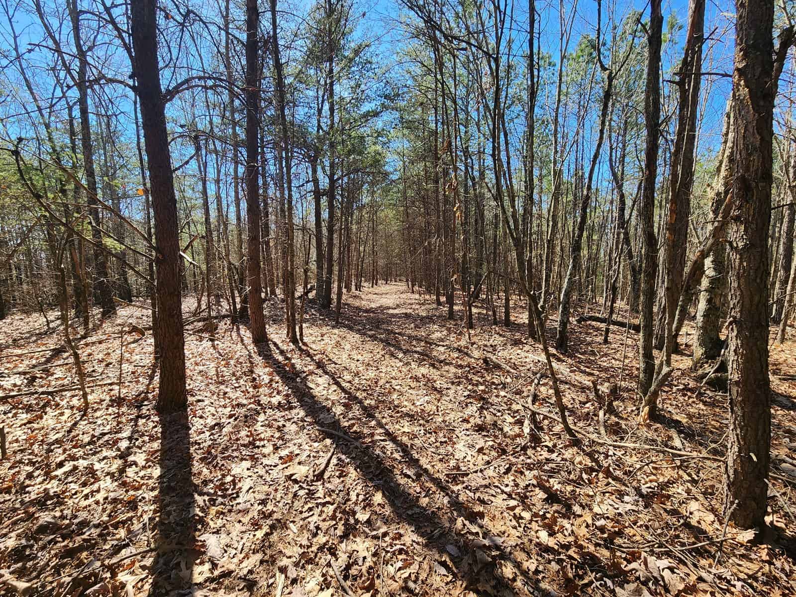NC Land For Sale/ Large Acreage For Sale/ Timberland UC Hunting