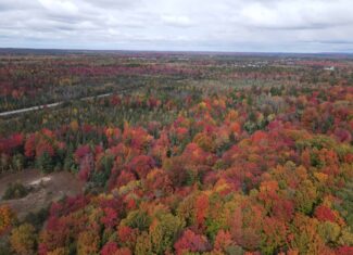 94 +/- Acre Wooded and Open Field Parcel Kalkaska, MI