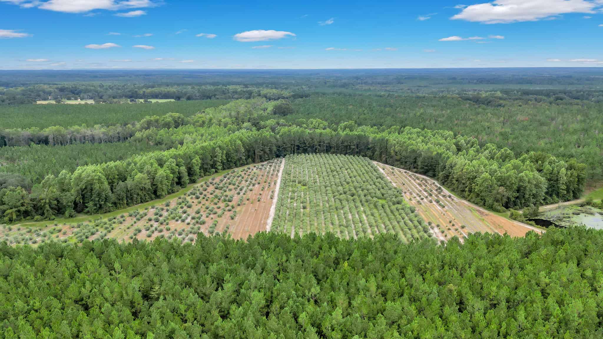 Woodpecker Trail Olive Farm for Sale