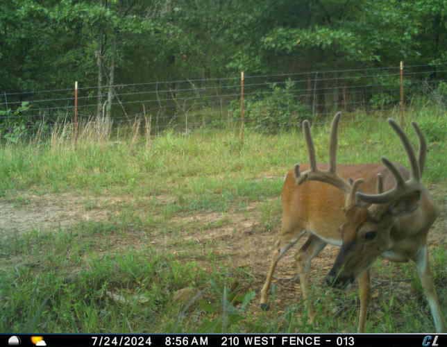 One of a kind Hunting Ranch Sequoyah County Oklahoma