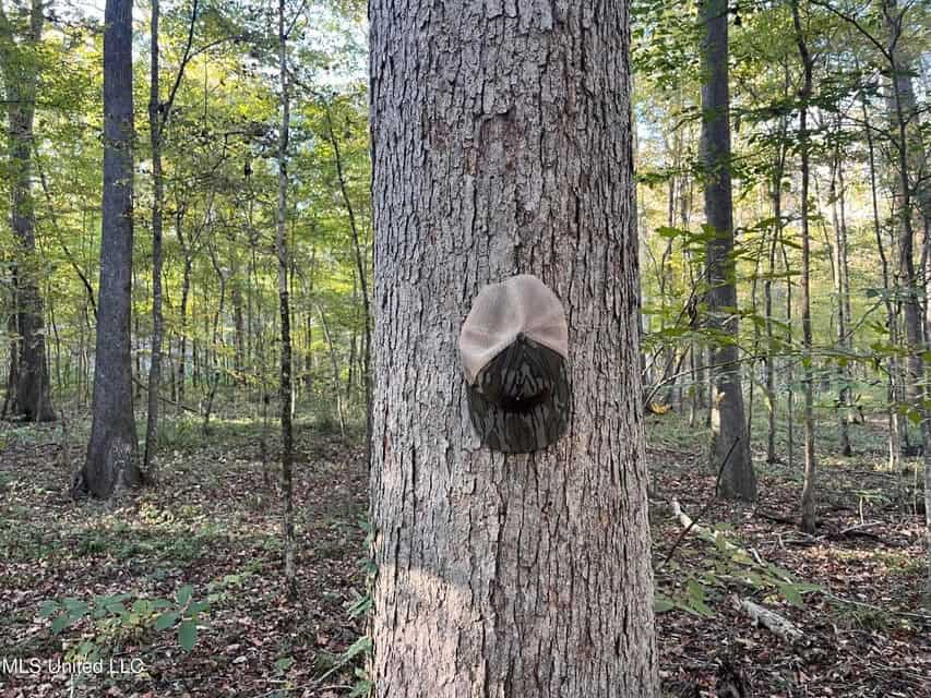 Great Hunting Tract in Bolton, MS for Sale