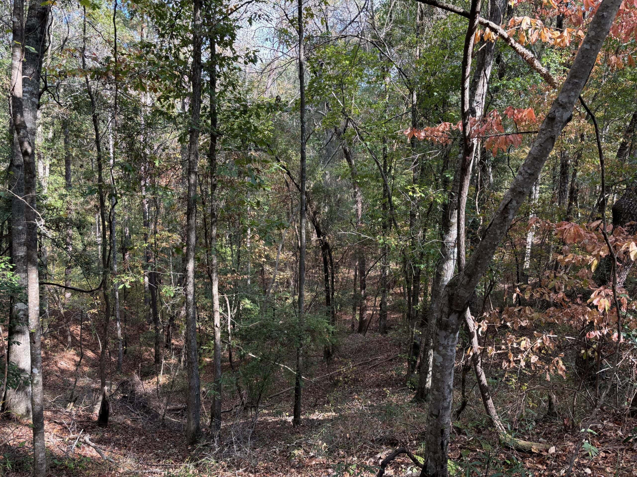 175 Acres Hunting and Timberland for Sale Franklin Co. MS
