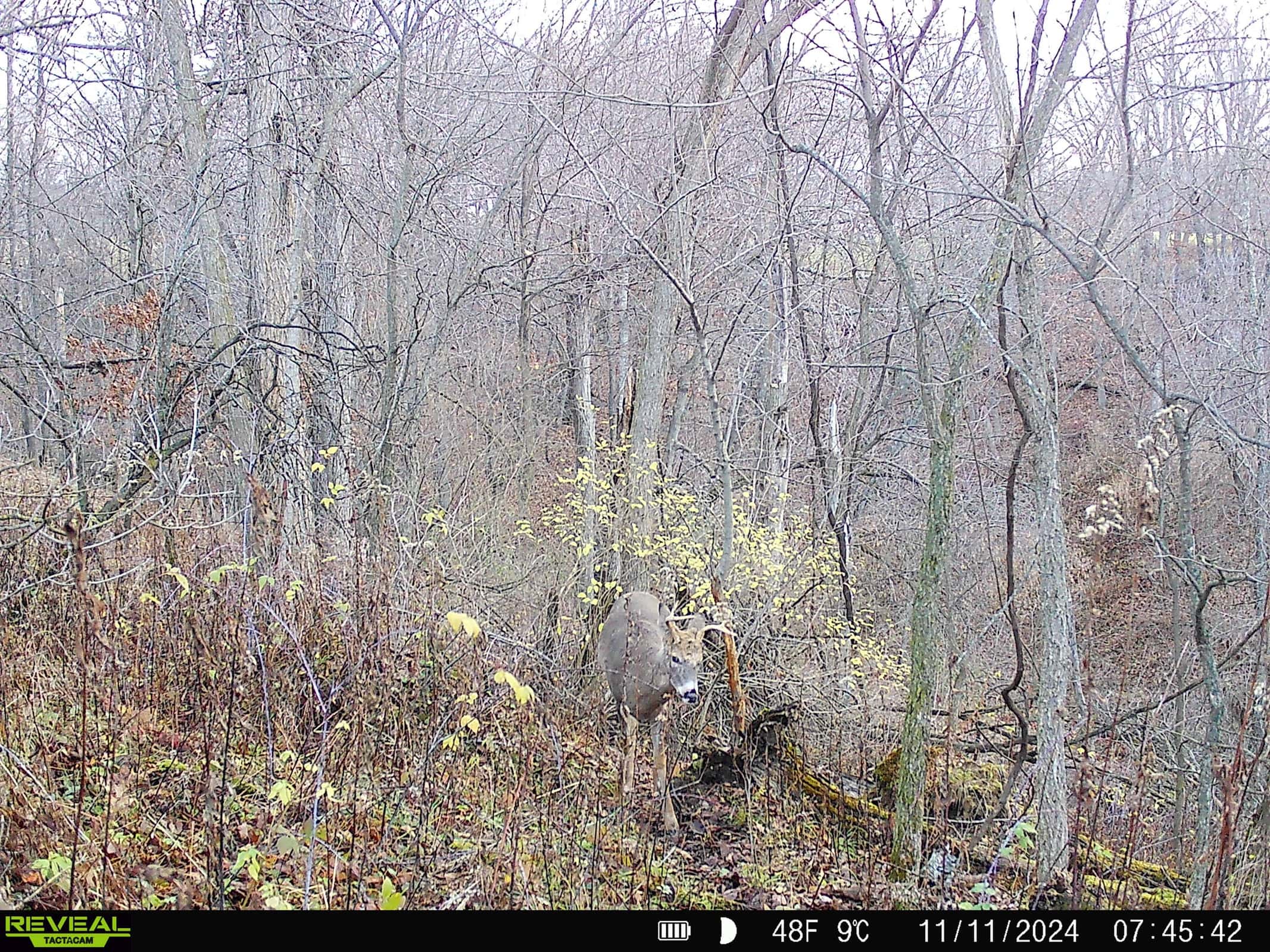 Monroe County Hunting Property 44+/- Acres