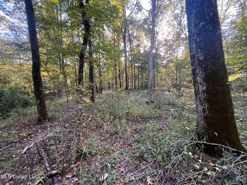 Great Hunting Tract in Bolton, MS for Sale