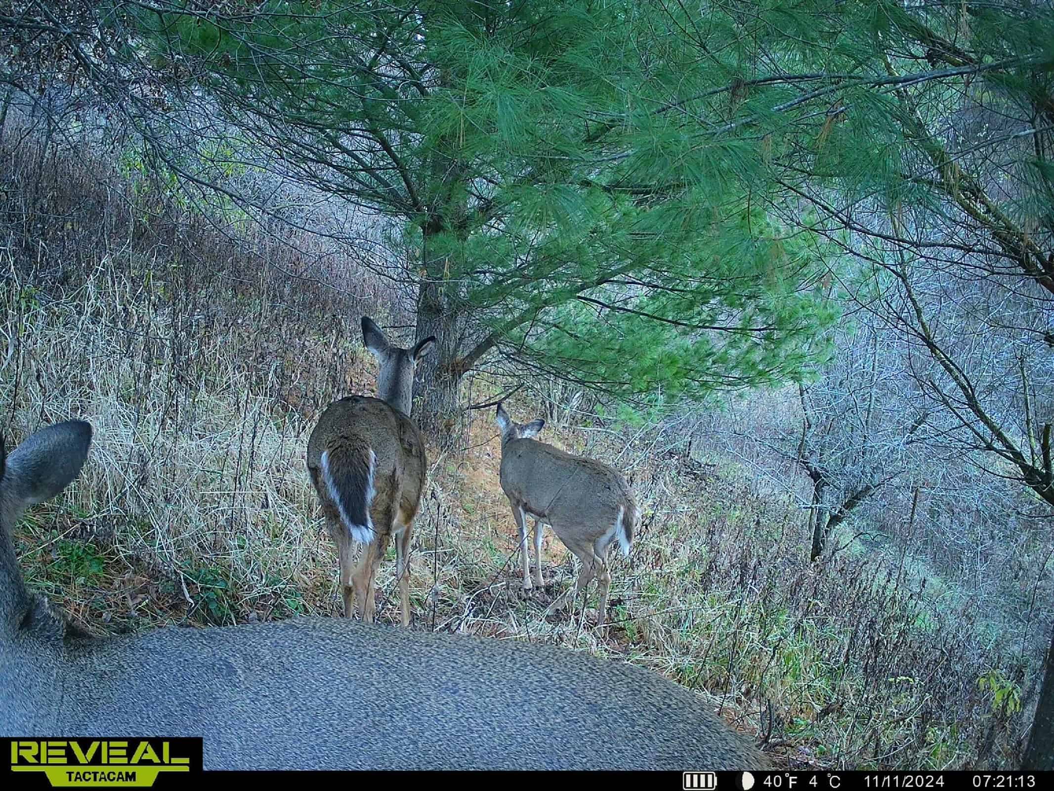 Monroe County Hunting Property 44+/- Acres