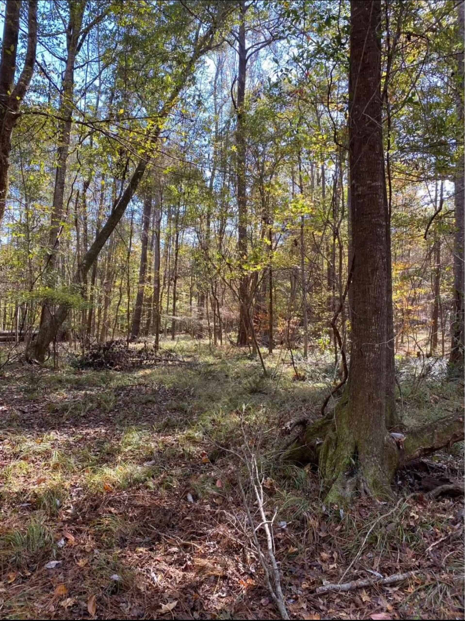 175 Acres Hunting and Timberland for Sale Franklin Co. MS