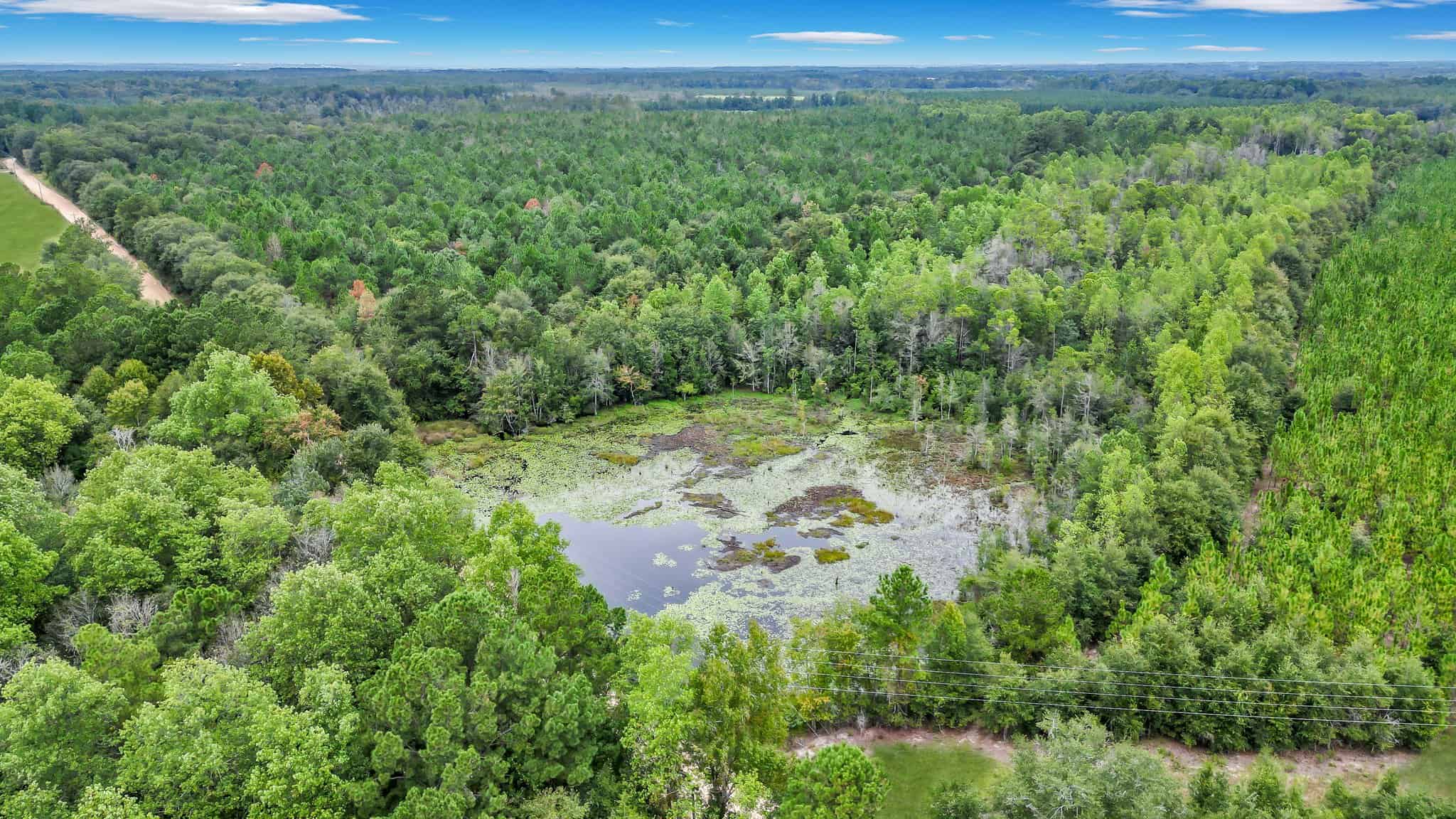 Woodpecker Trail Olive Farm for Sale