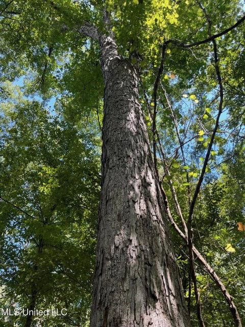 100 Acres of Prime Development or Country Homesite