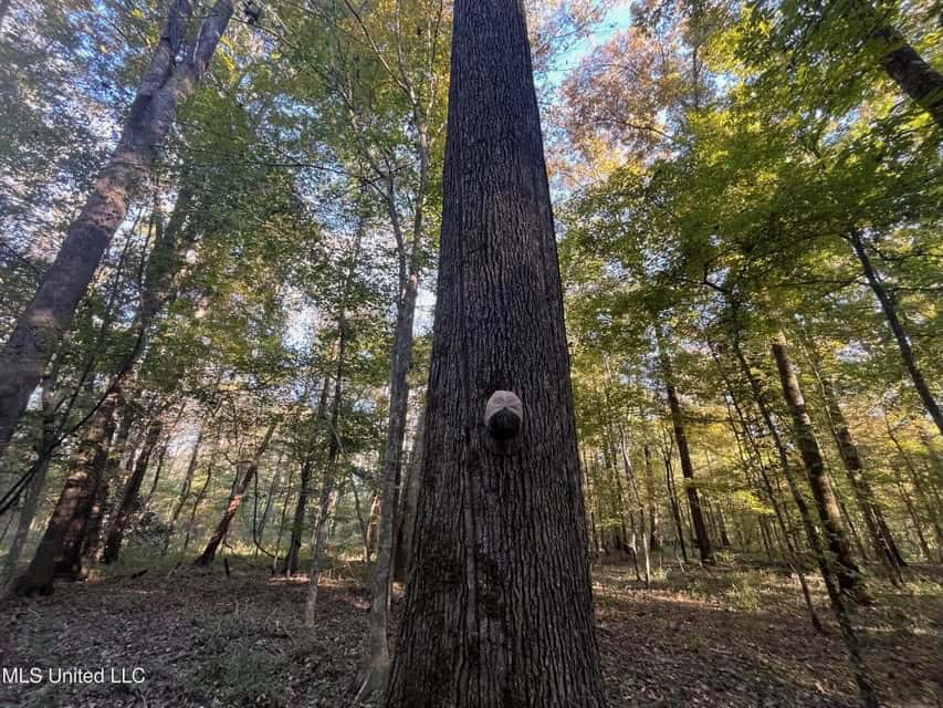 Great Hunting Tract in Bolton, MS for Sale