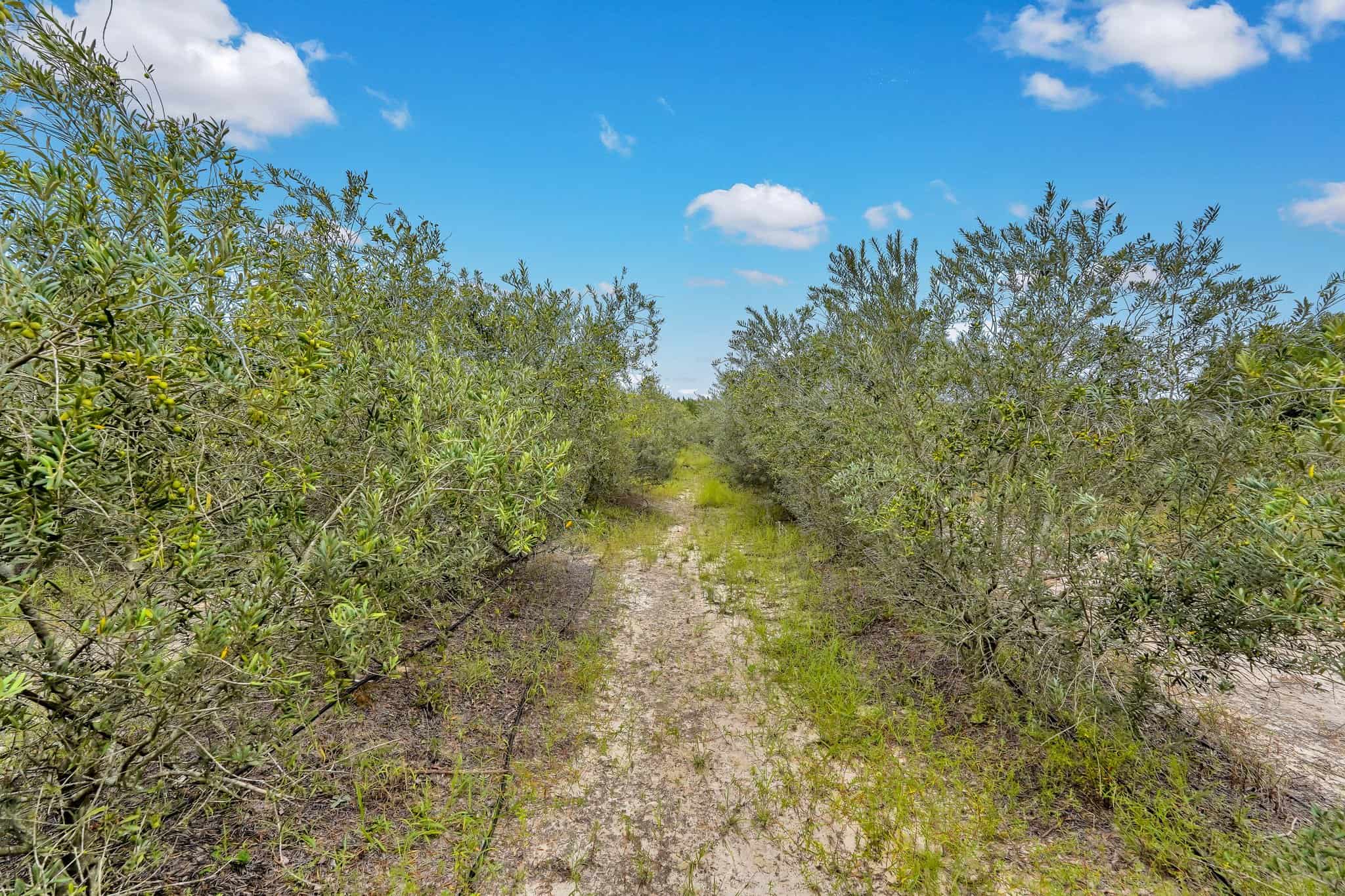 Woodpecker Trail Olive Farm for Sale