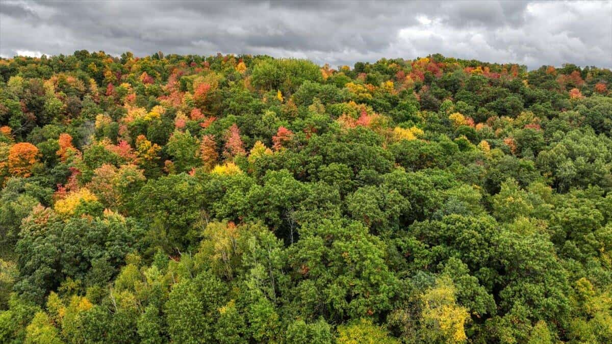 Monroe County Hunting Property 44+/- Acres