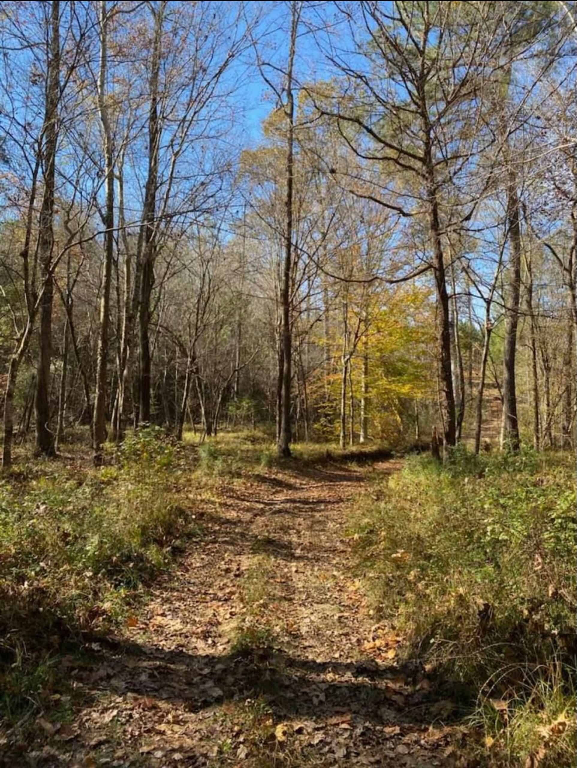175 Acres Hunting and Timberland for Sale Franklin Co. MS