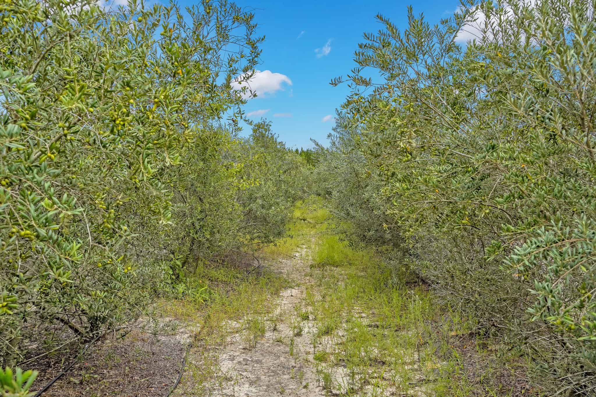 Woodpecker Trail Olive Farm for Sale