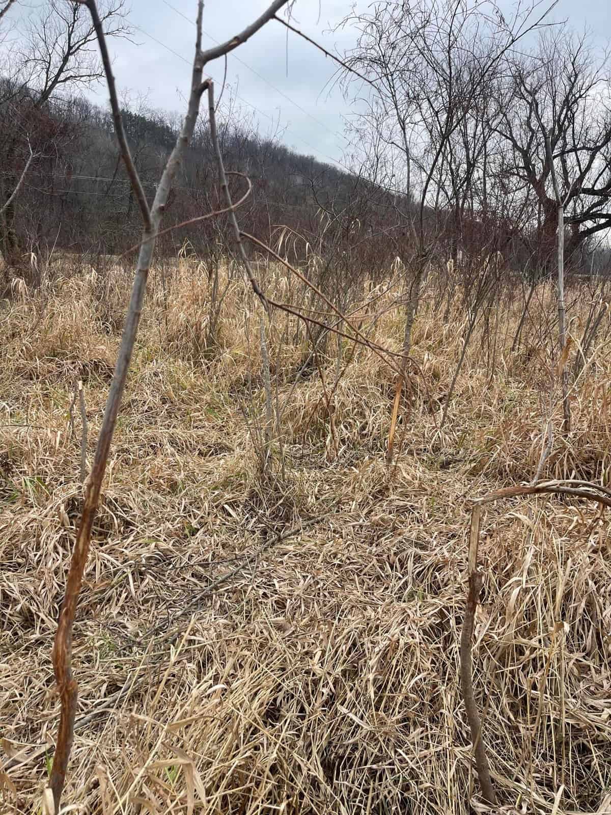 Monroe County Hunting Property 44+/- Acres