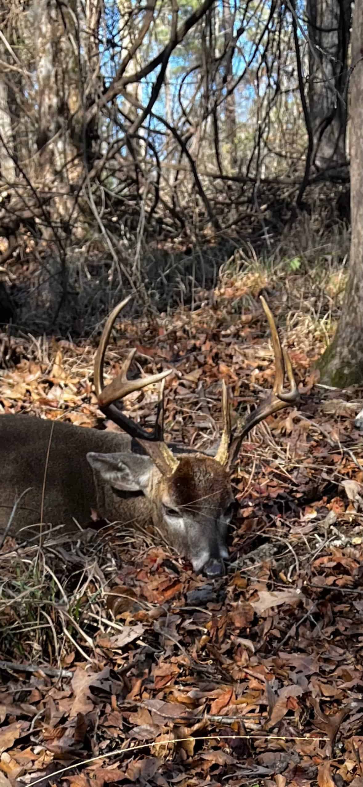 175 Acres Hunting and Timberland for Sale Franklin Co. MS