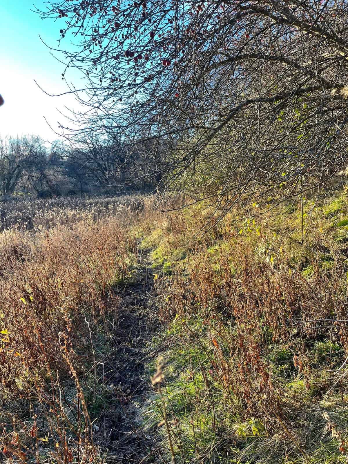 Monroe County Hunting Property 44+/- Acres