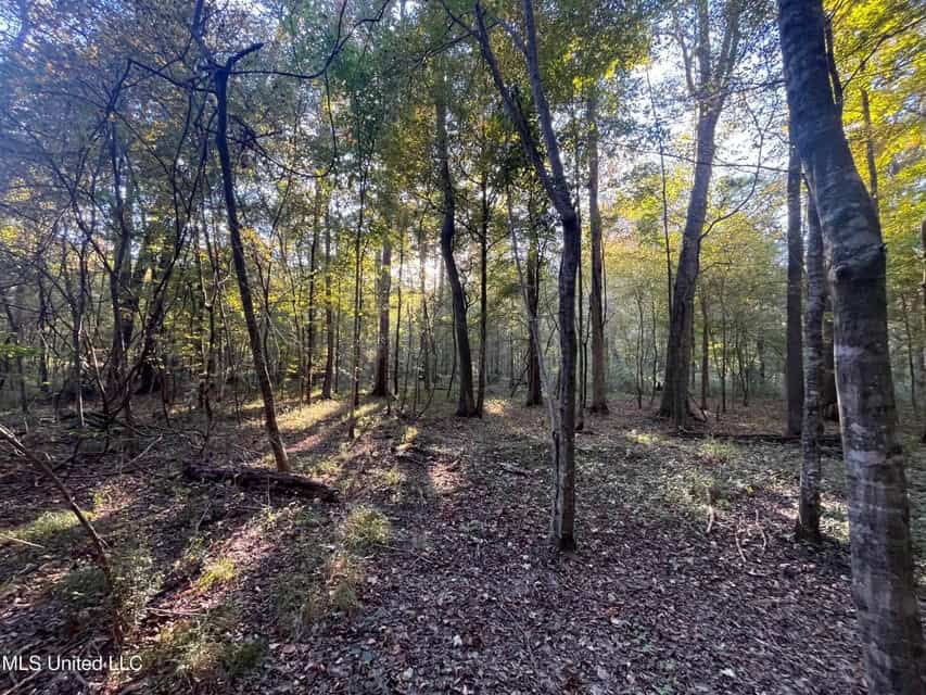 Great Hunting Tract in Bolton, MS for Sale