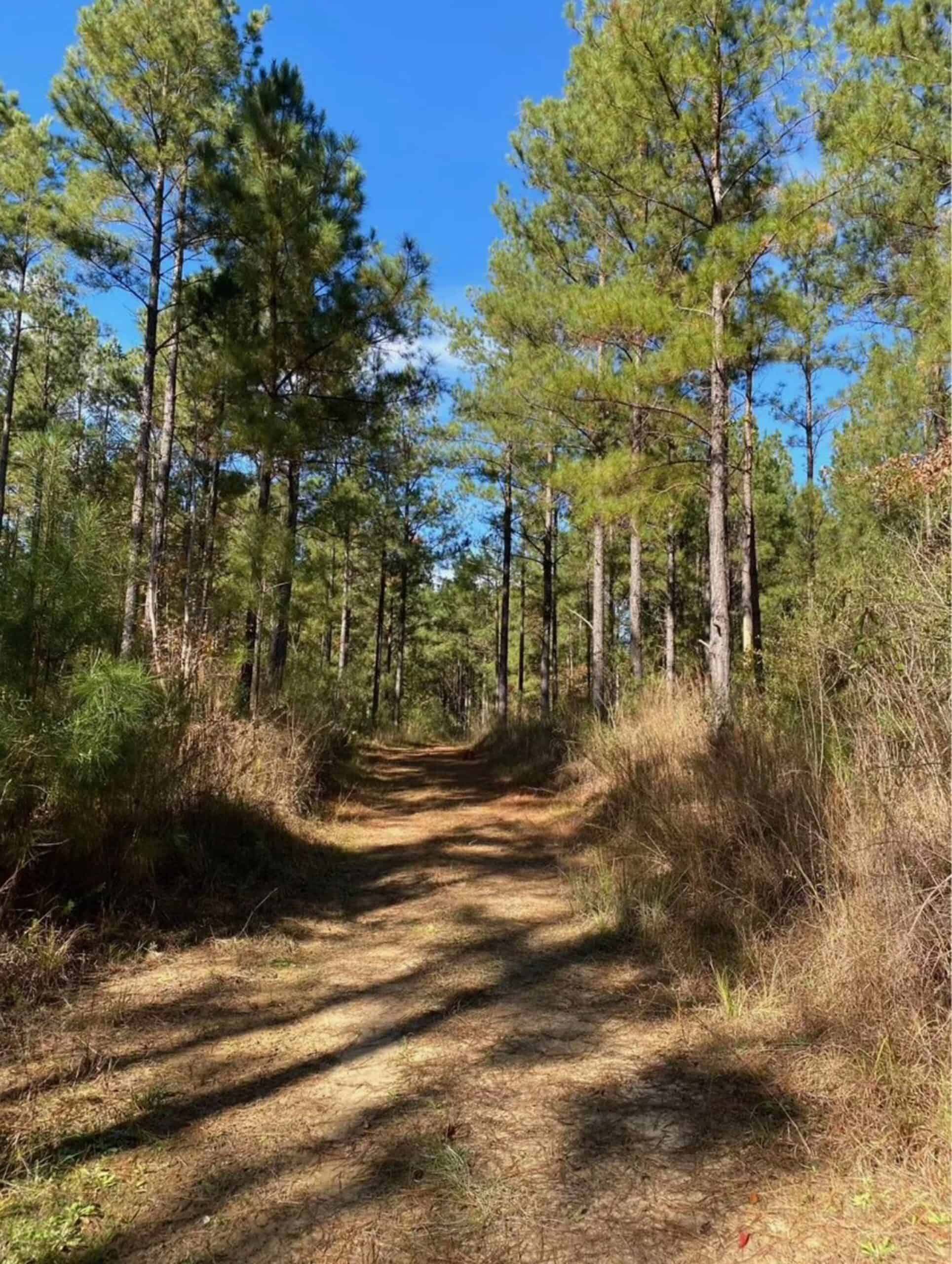 175 Acres Hunting and Timberland for Sale Franklin Co. MS