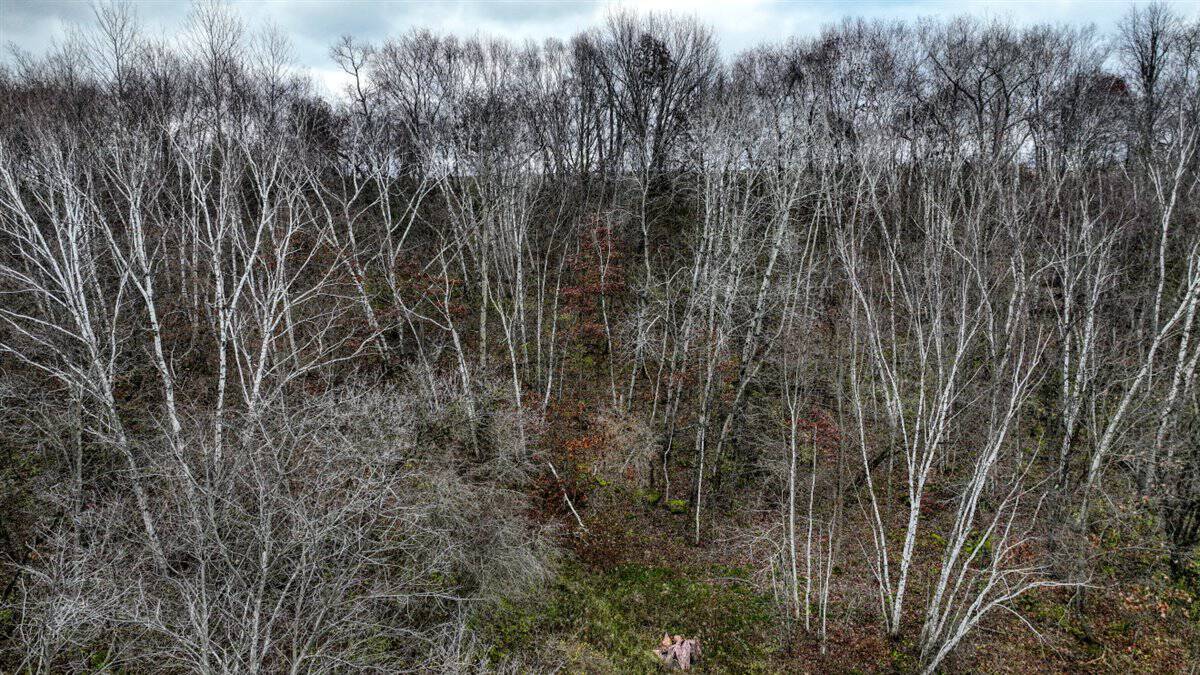 32 Acres with Endless Possibilities in Monroe County WI